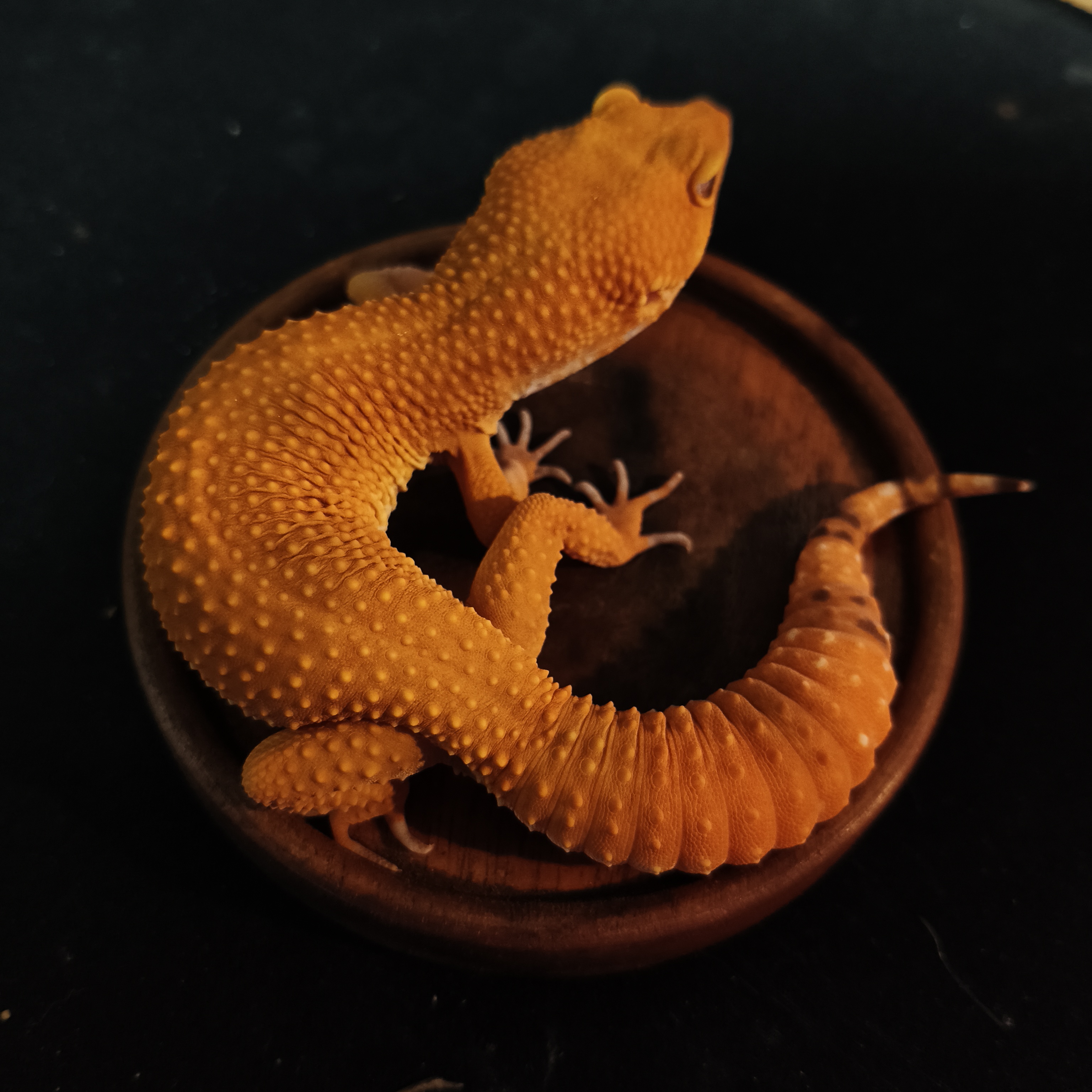 SUNGLOW (GK-0008) (M)