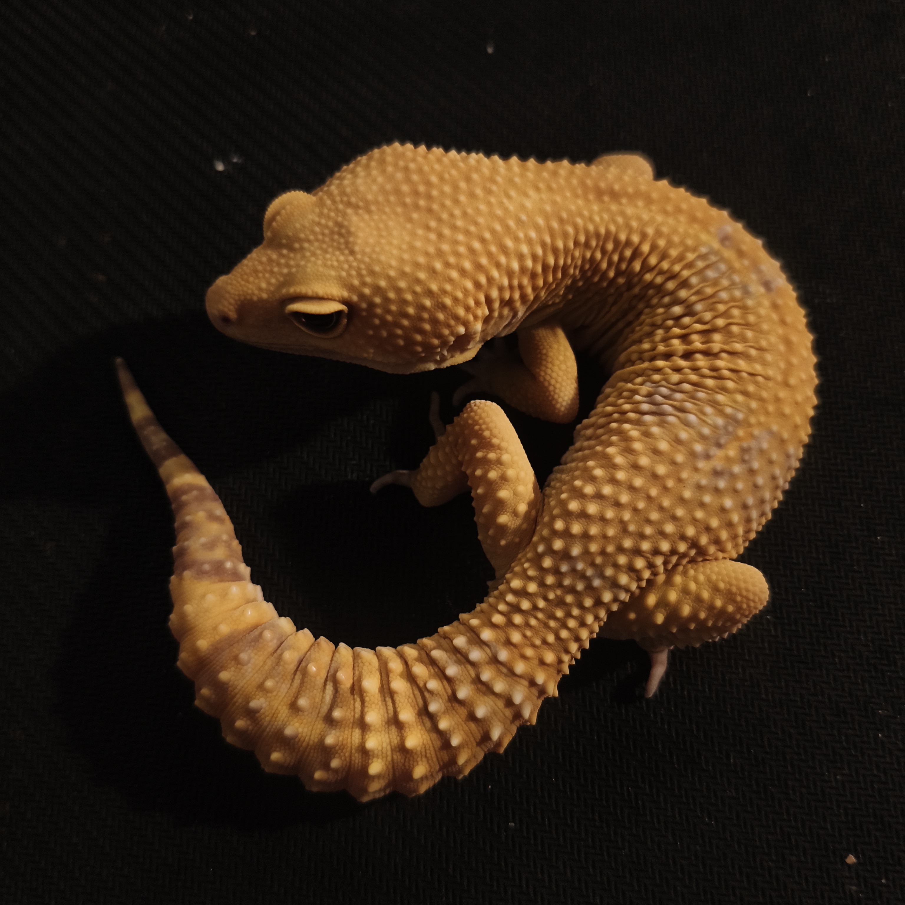 TR BN TANG (GK-0012) (M)