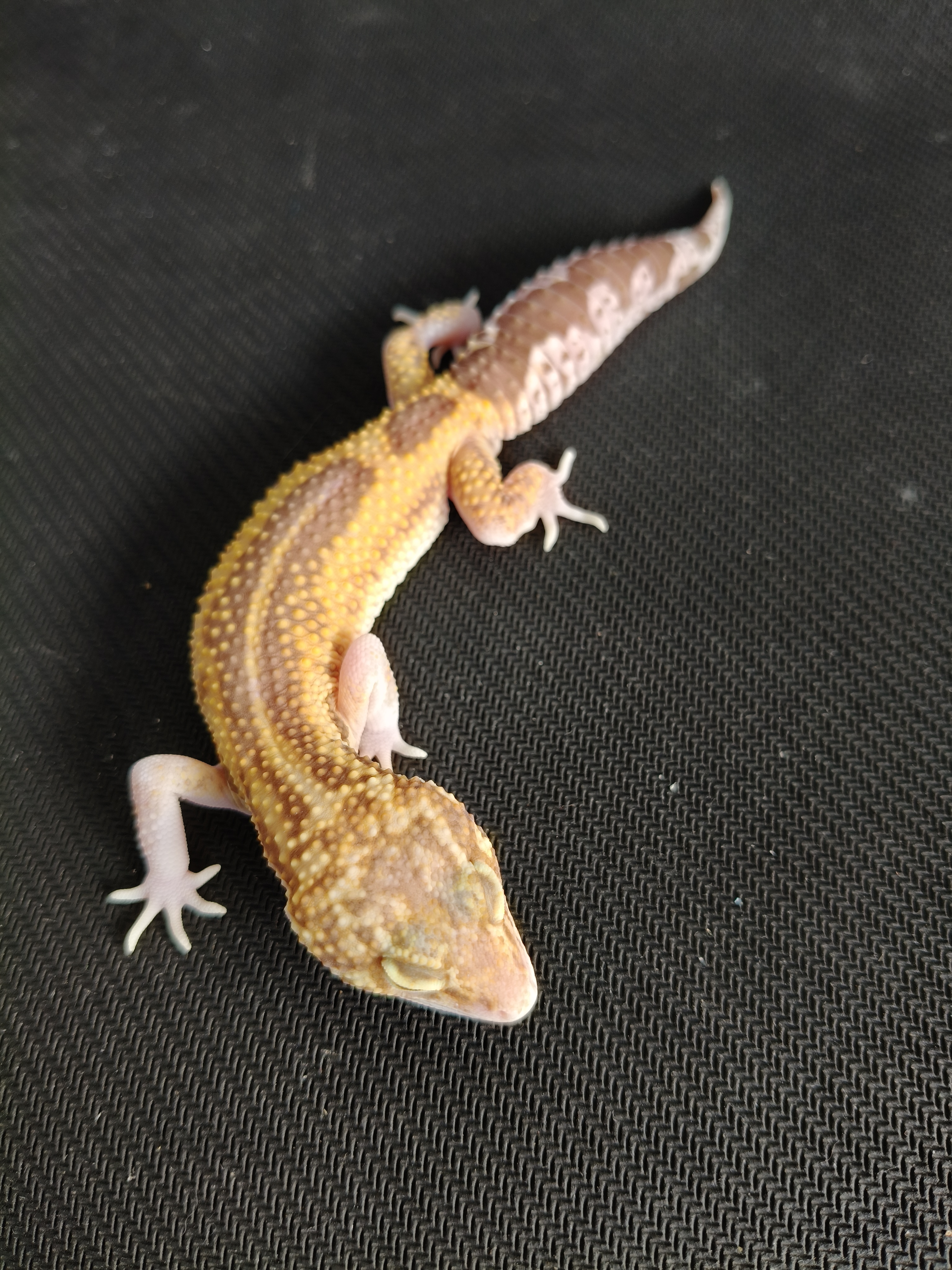 MSR RVS (GK-0018) (M)