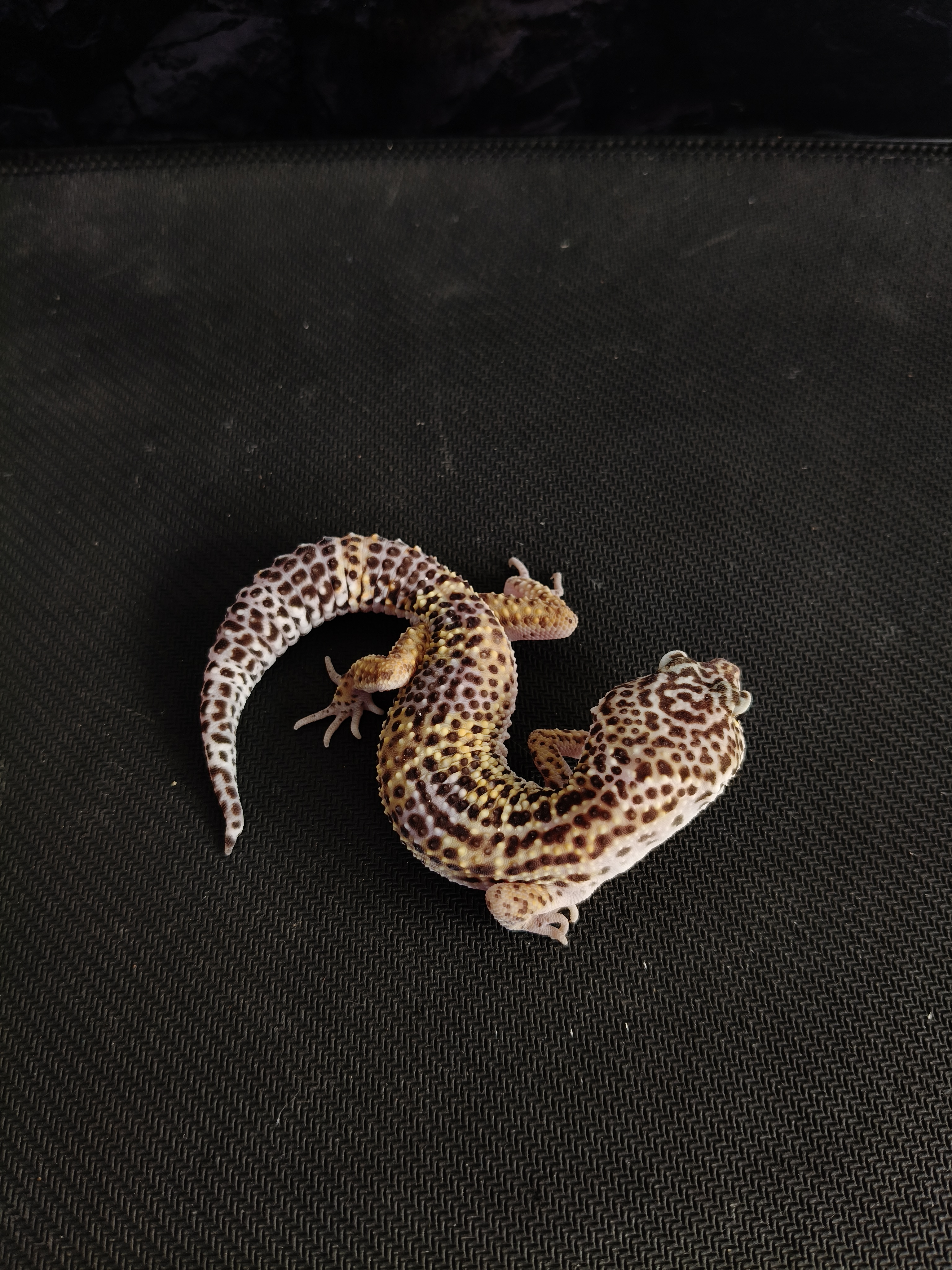 BN PH TREMPER H MP (GK-0015) (M)