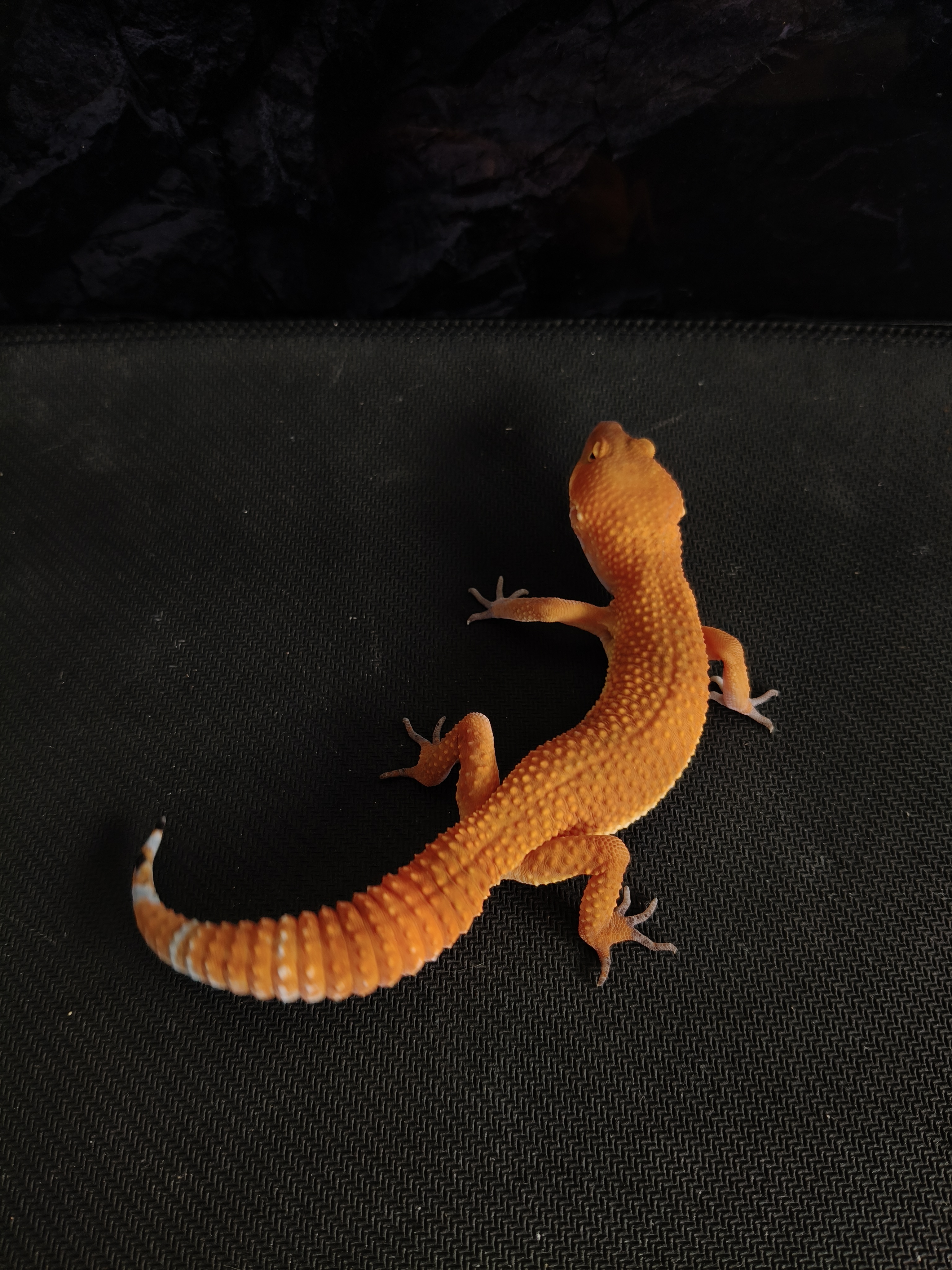 SHTCTB H T (GK-0014) (M)