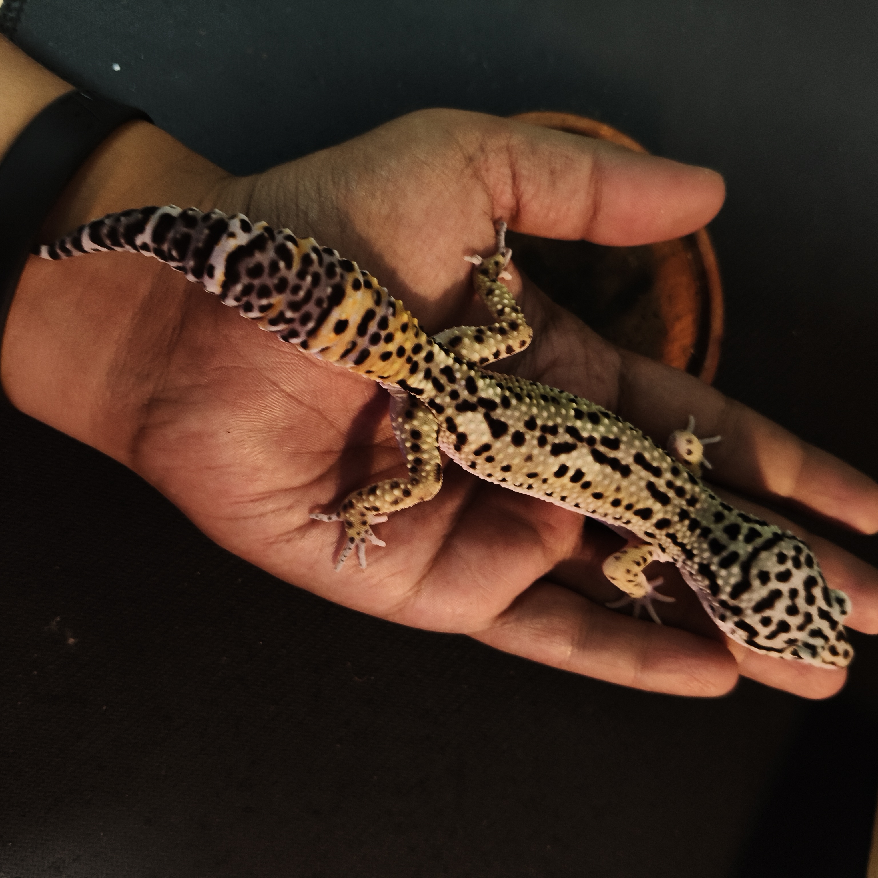 TANGERINE BN (M) (GK-0007)