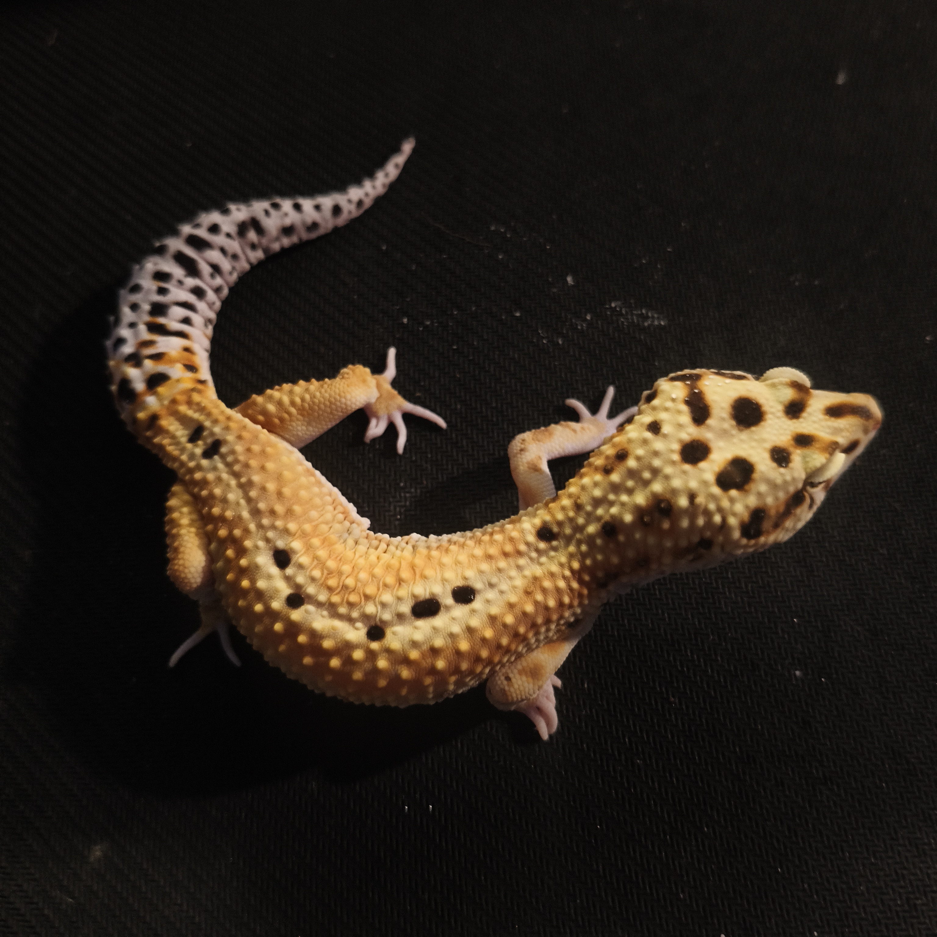 EMERINE RS (GK-0010) (M)