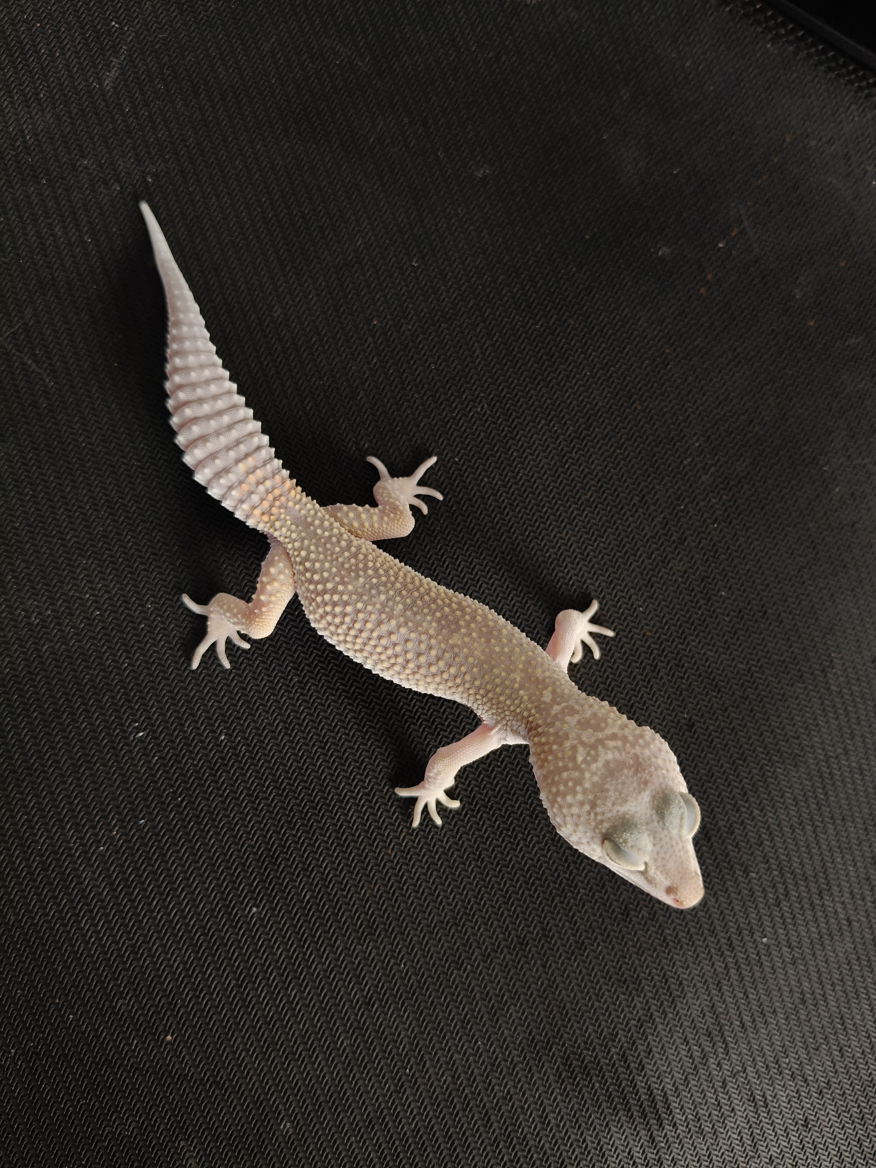 MP BN LINE (GK-0016) (F)