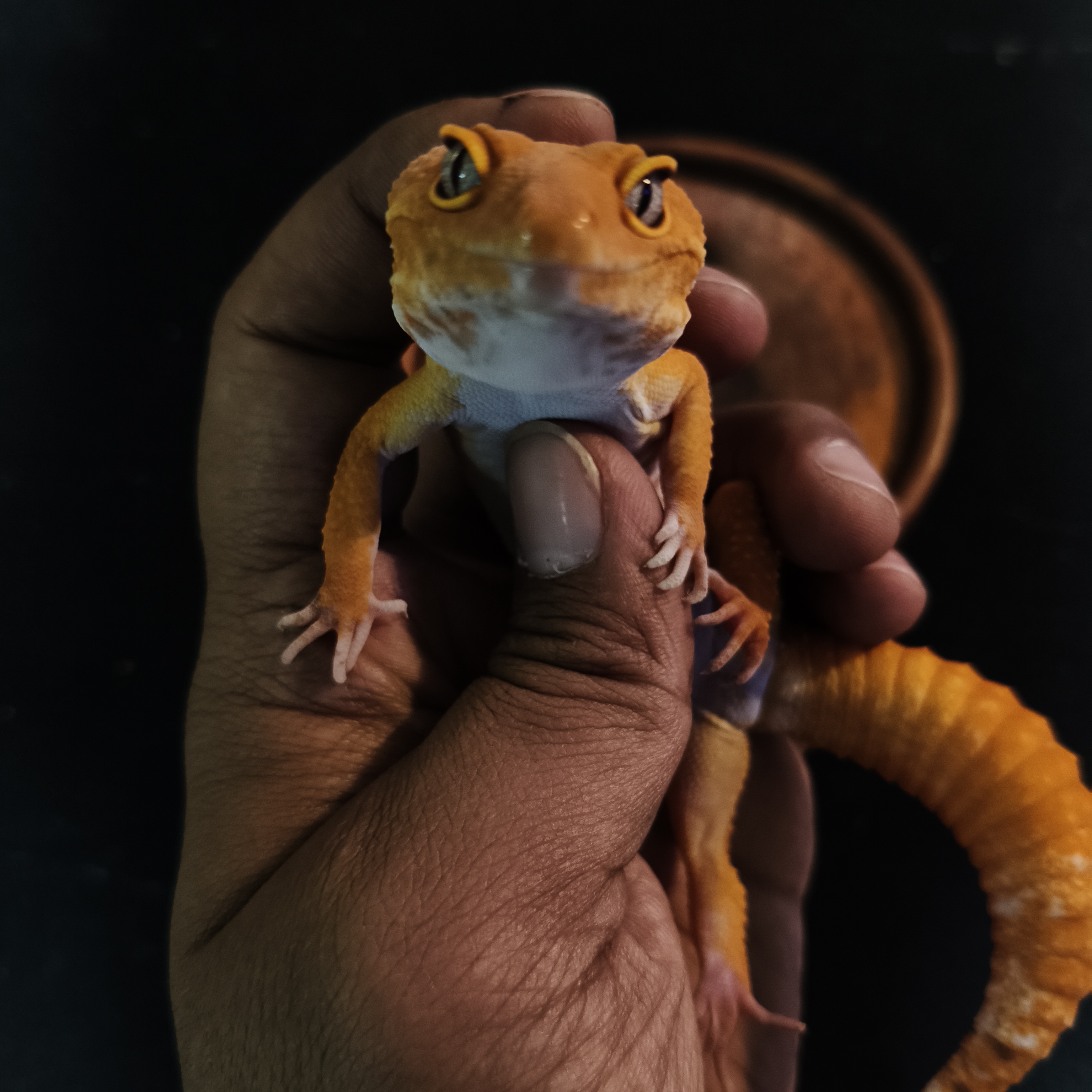 SUNGLOW (GK-0008) (M)