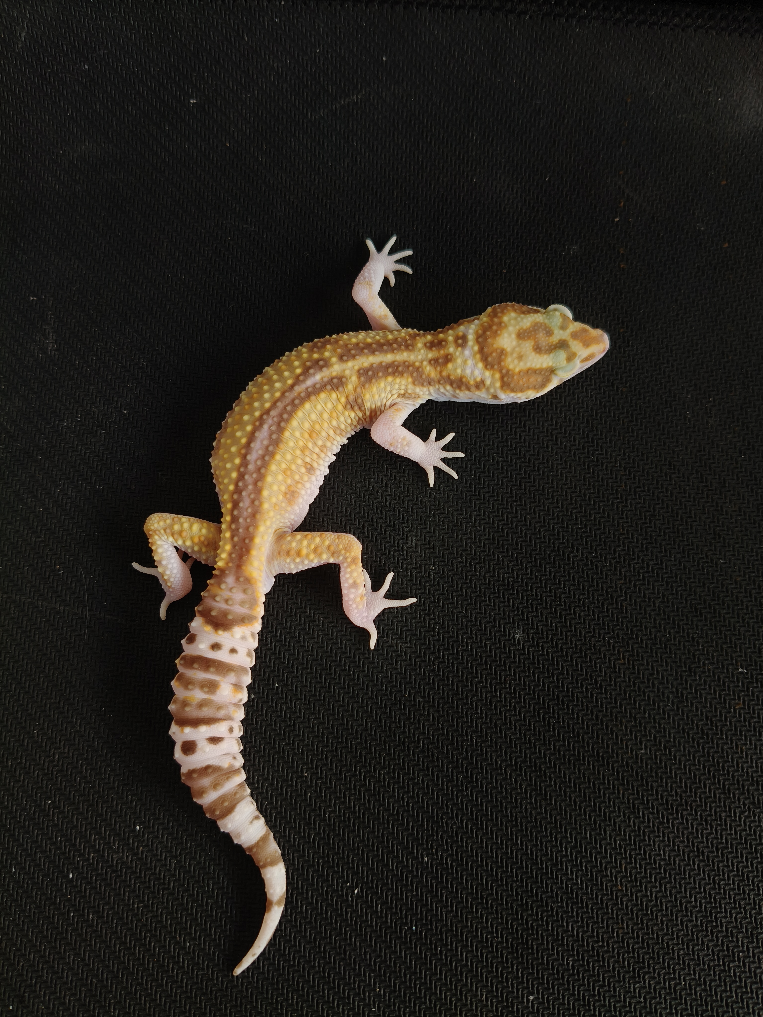 MSR RVS (GK-0021) (M)