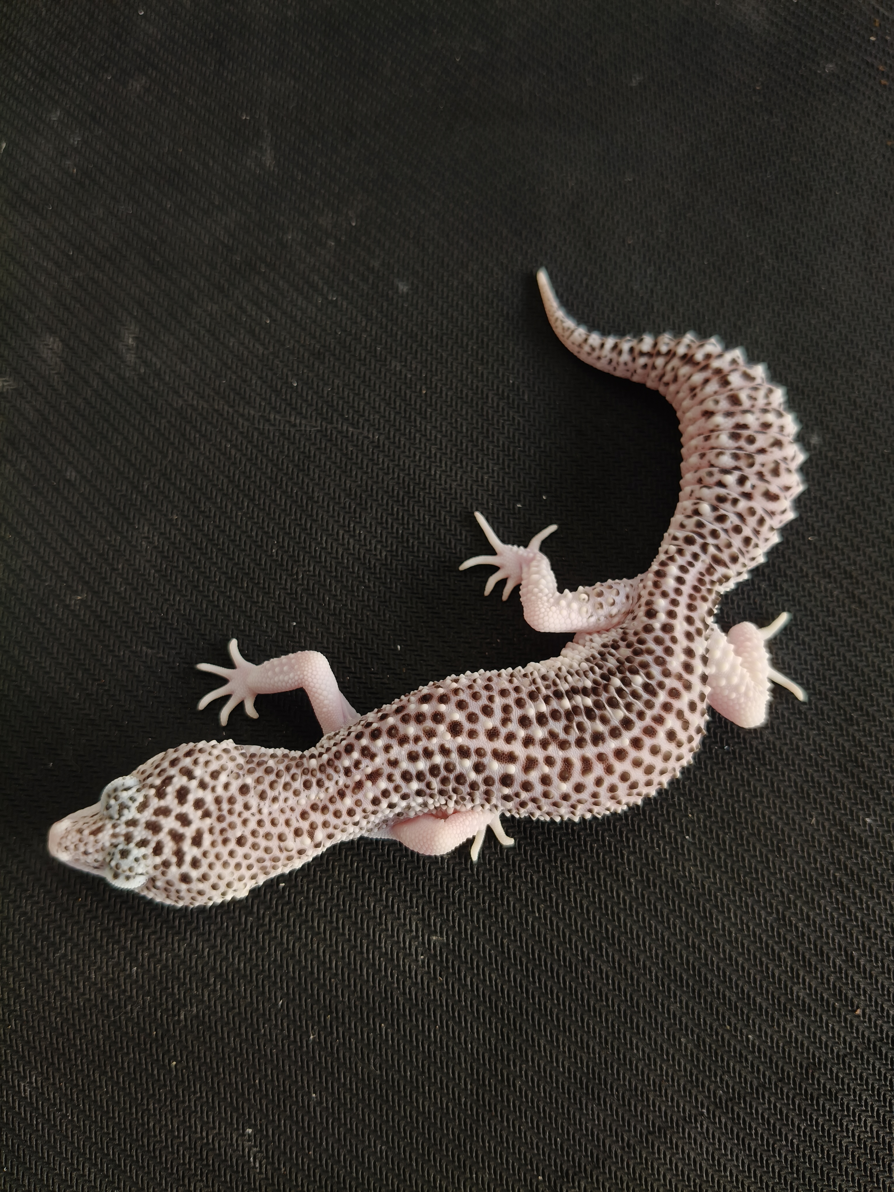 SSE HET DB (GK-0022) (F)