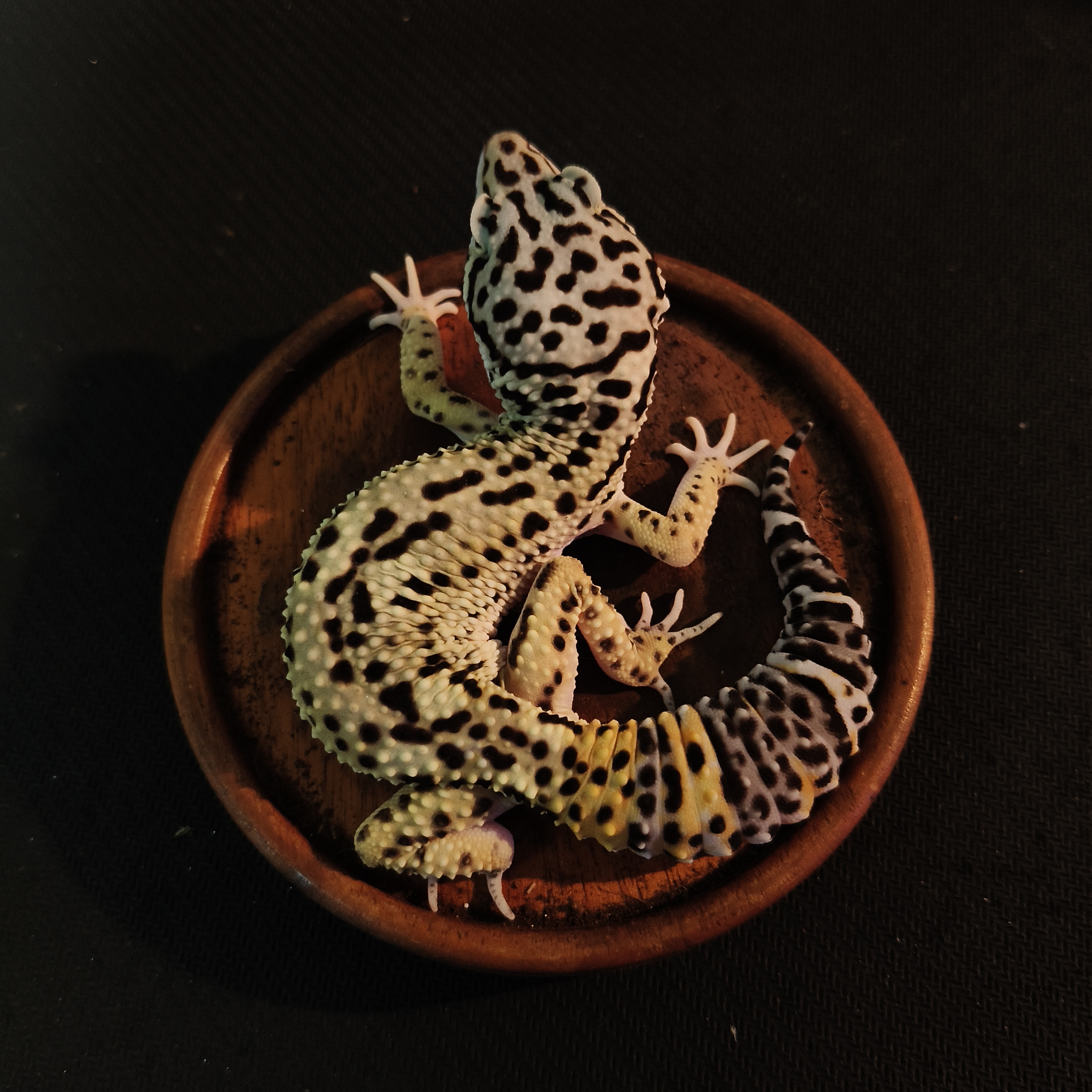 TANGERINE BN (M) (GK-0007)