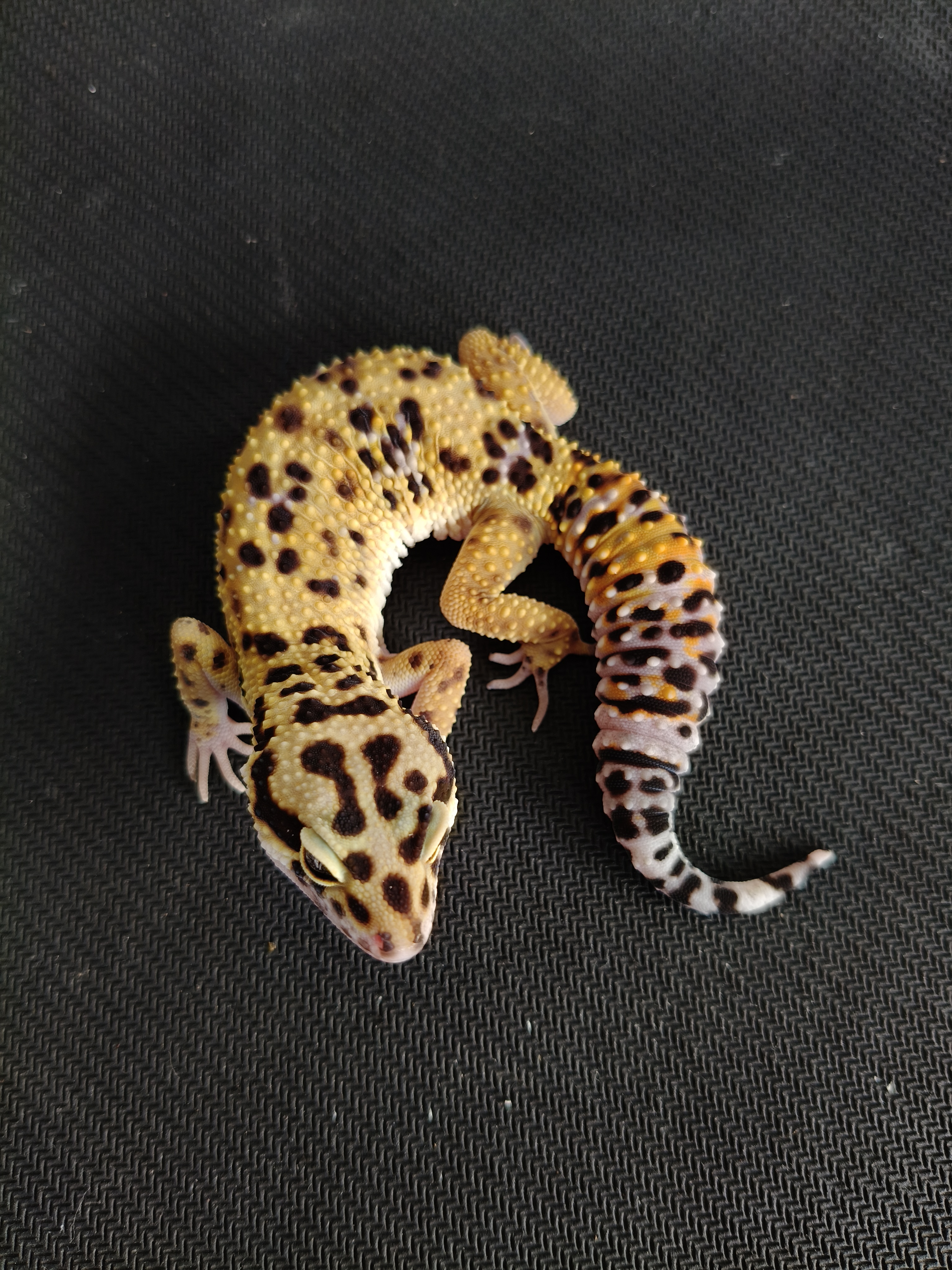 BN C PH T (GK-0017) (F)