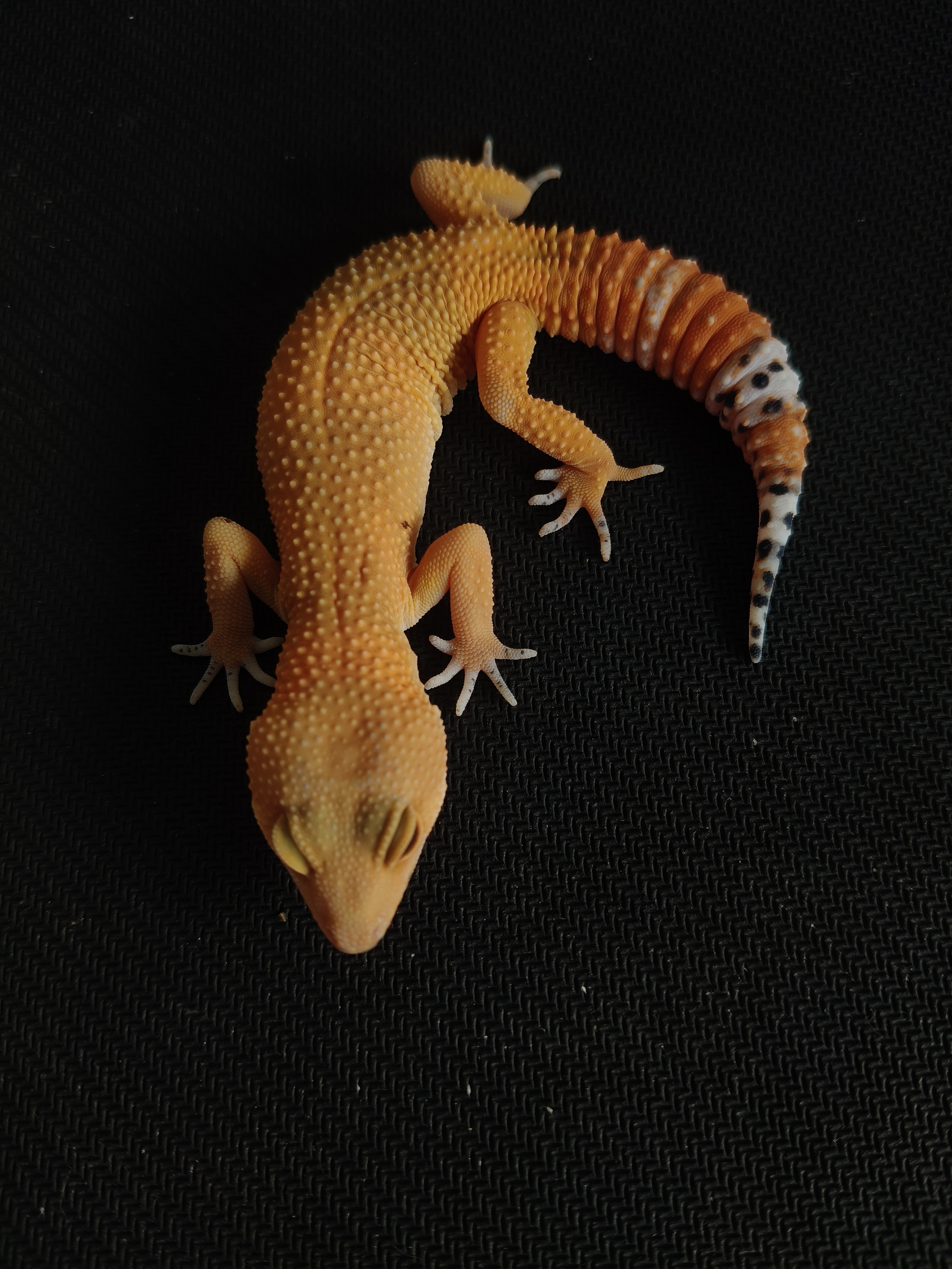 SHTCTB PH T (GK-0019) (F)