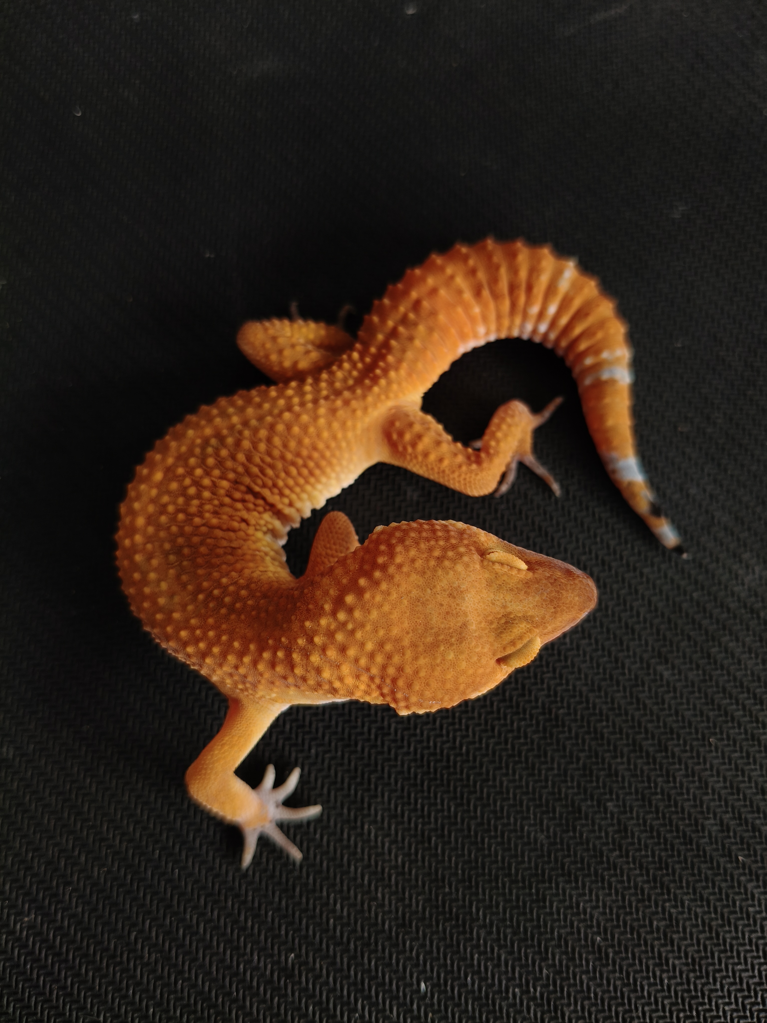 SHTCTB H T (GK-0014) (M)