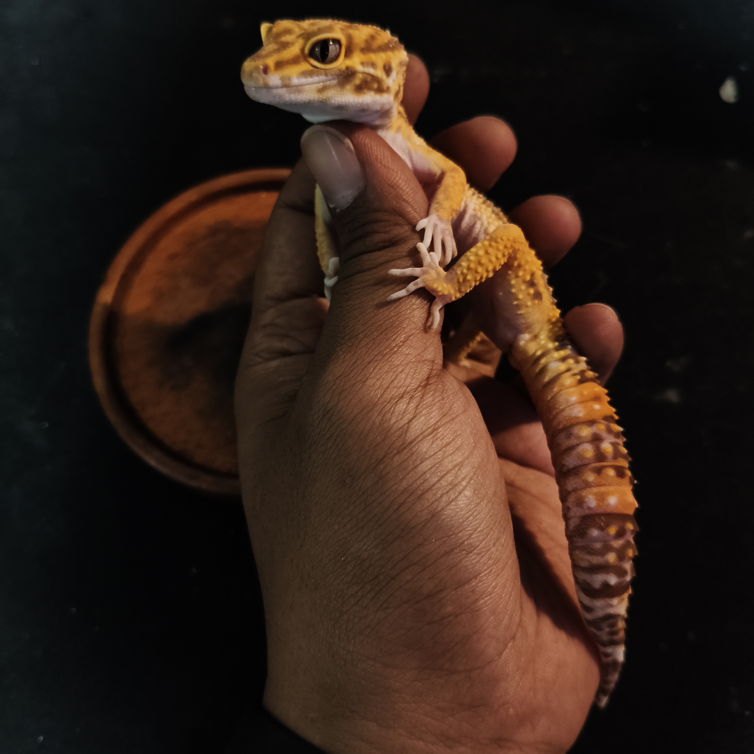 SUNSPOT(GK-0009) (F)