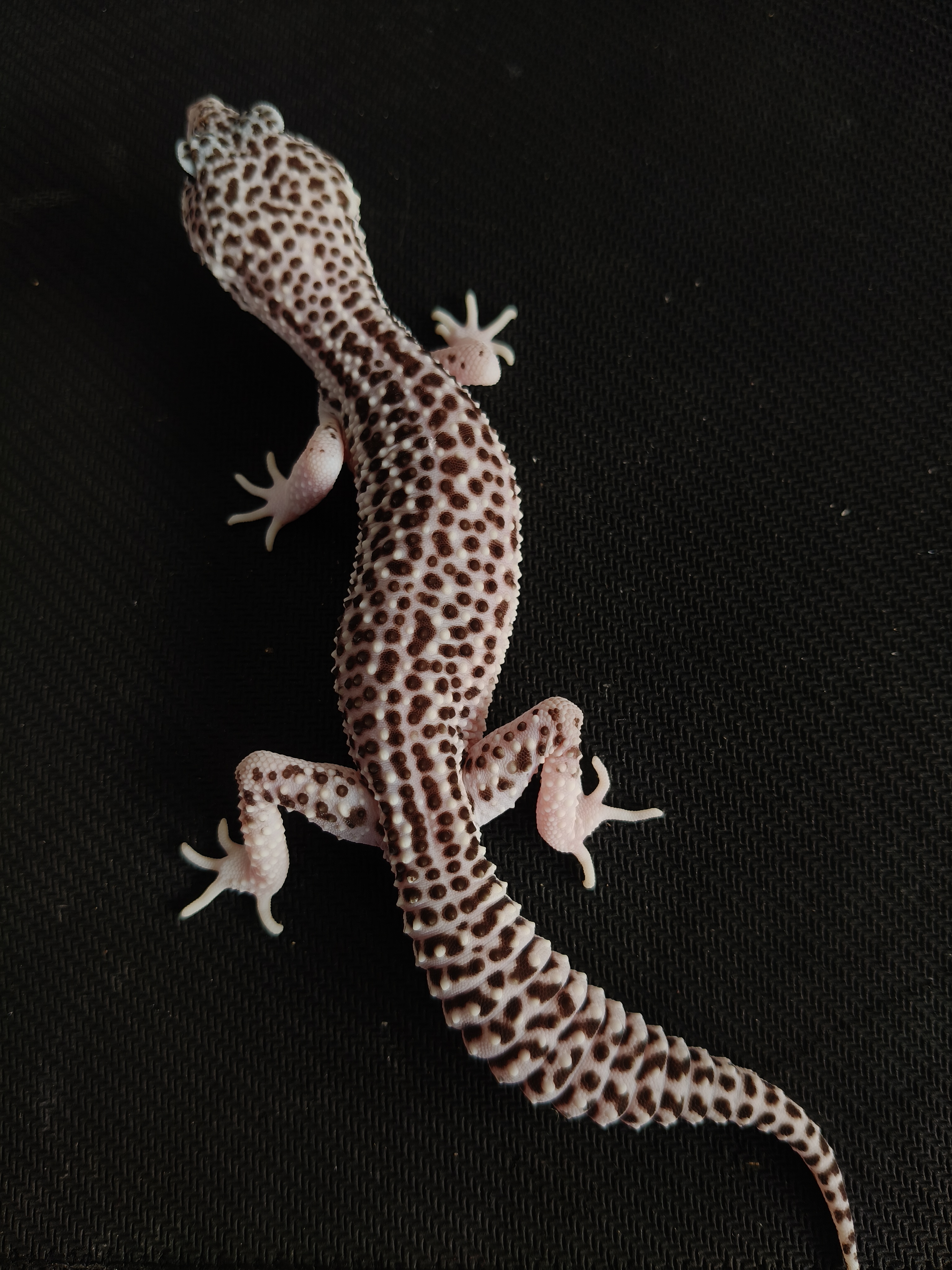 SSE HET DB (GK-0020) (M)