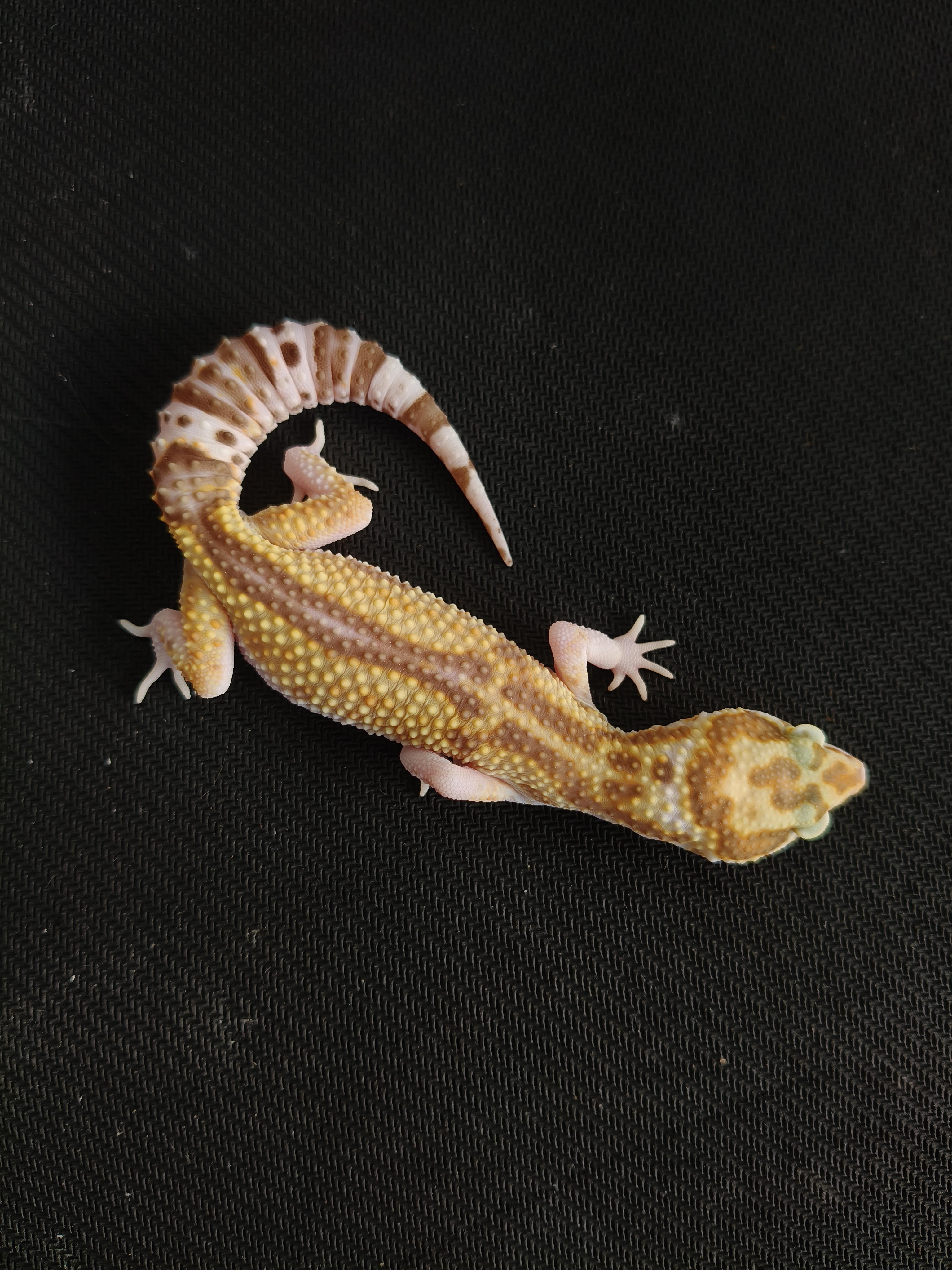 MSR RVS (GK-0021) (M)