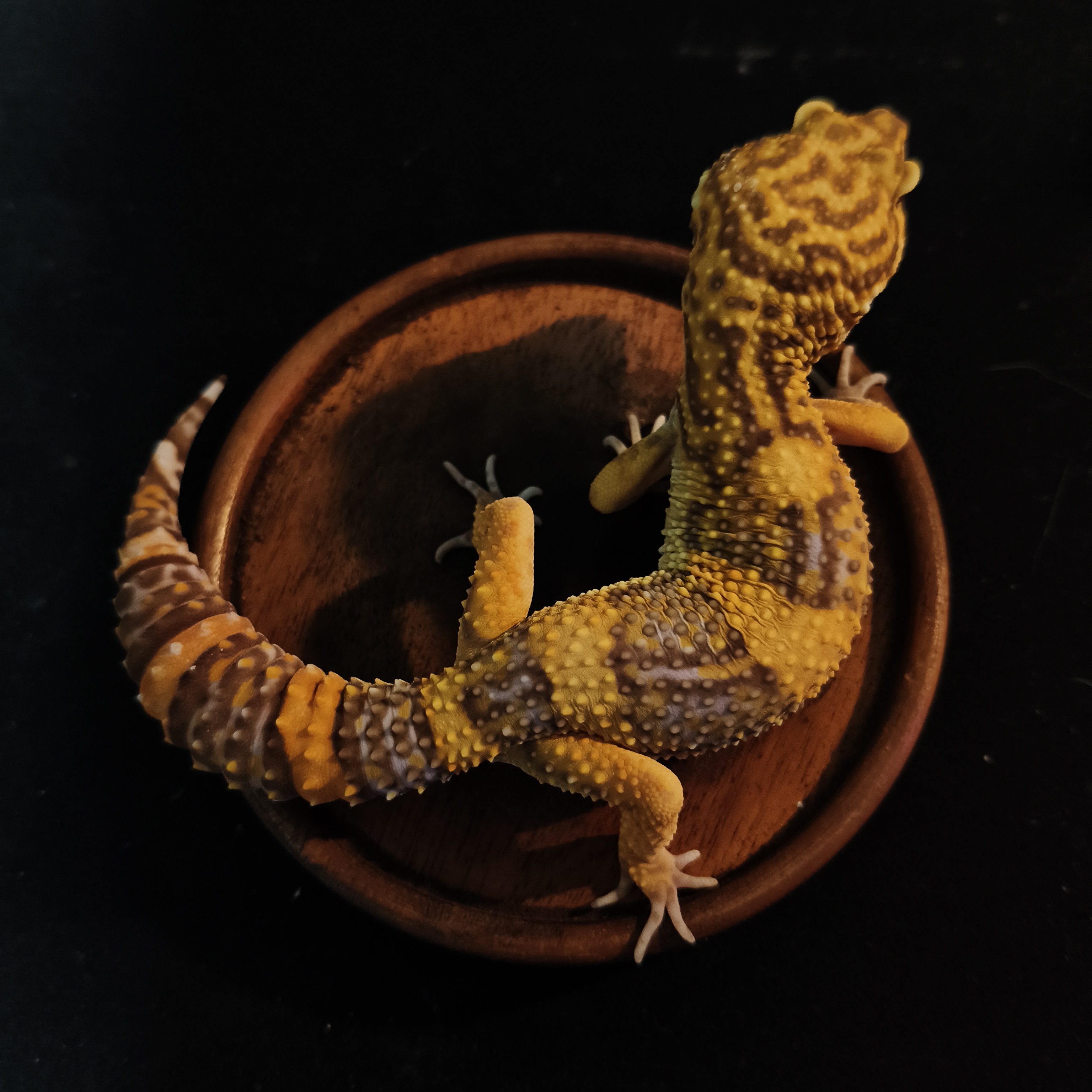 SUNSPOT(GK-0009) (F)