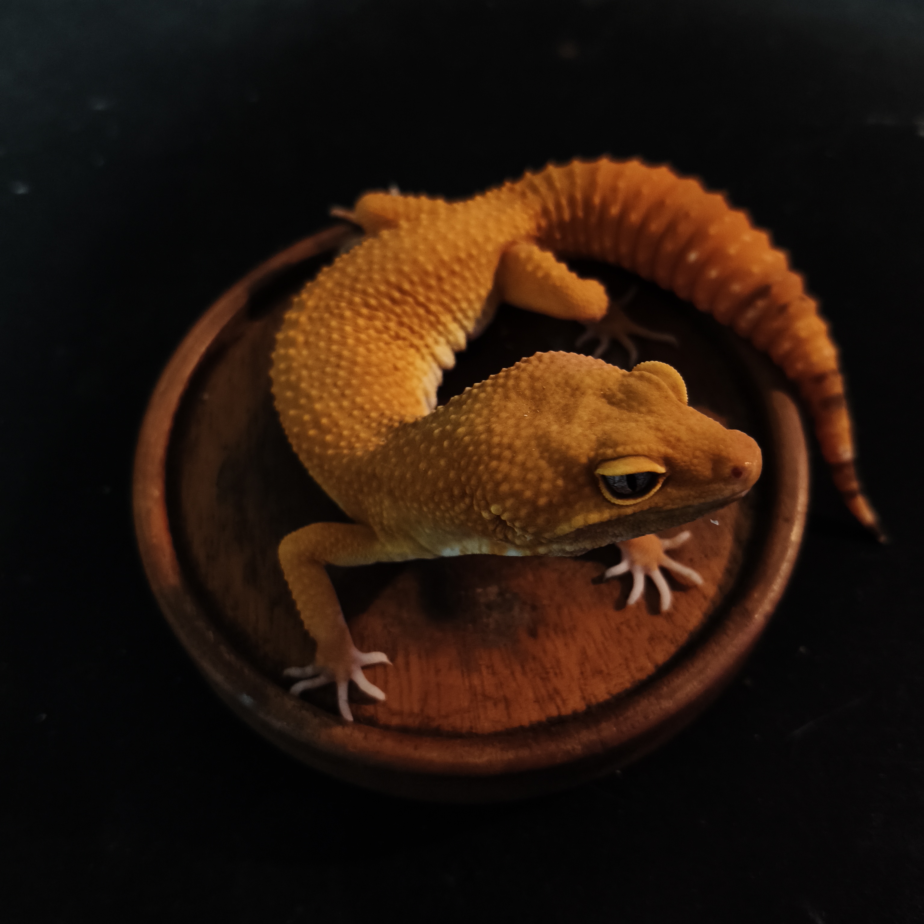 SUNGLOW (GK-0008) (M)