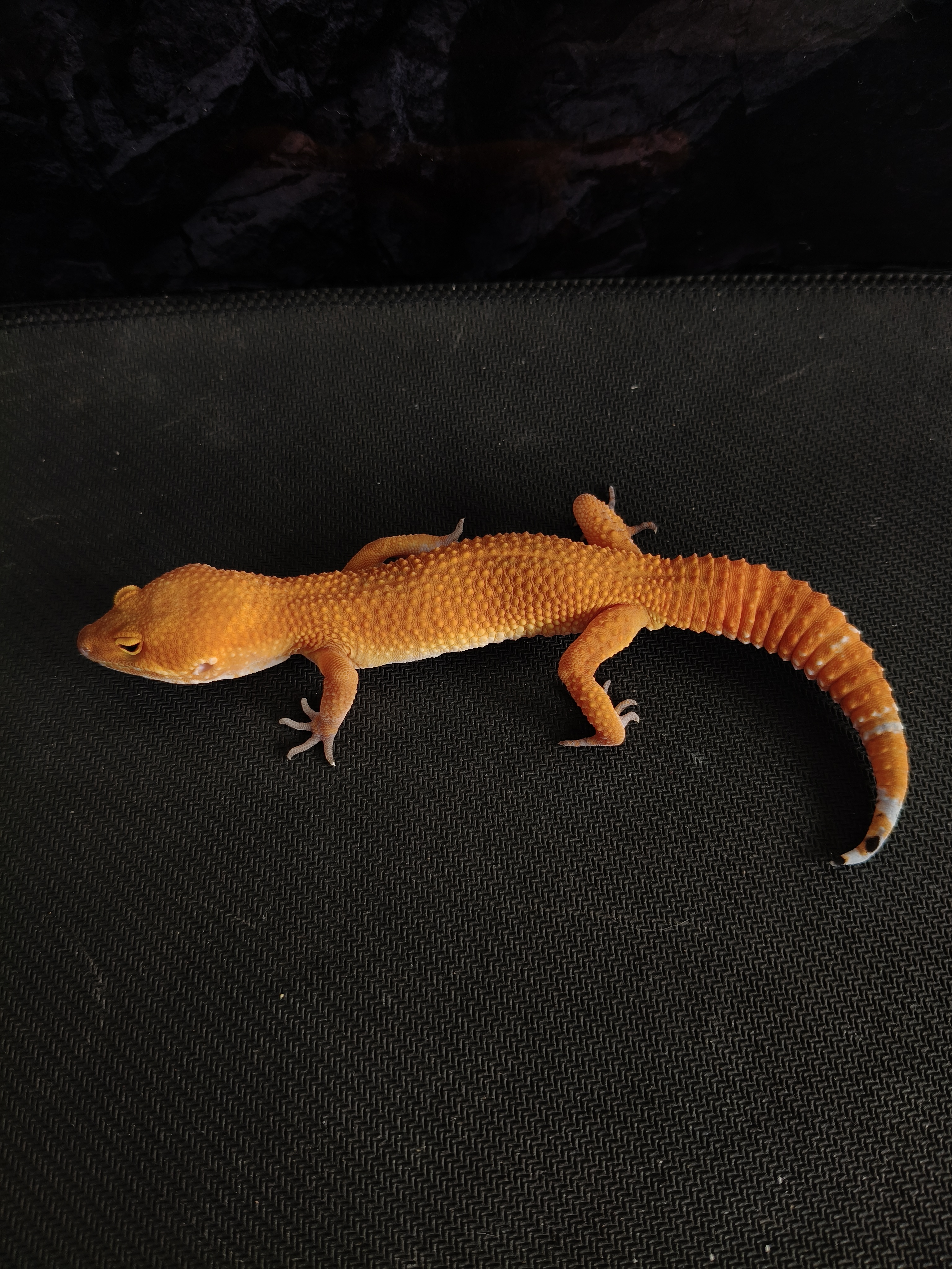 SHTCTB H T (GK-0014) (M)