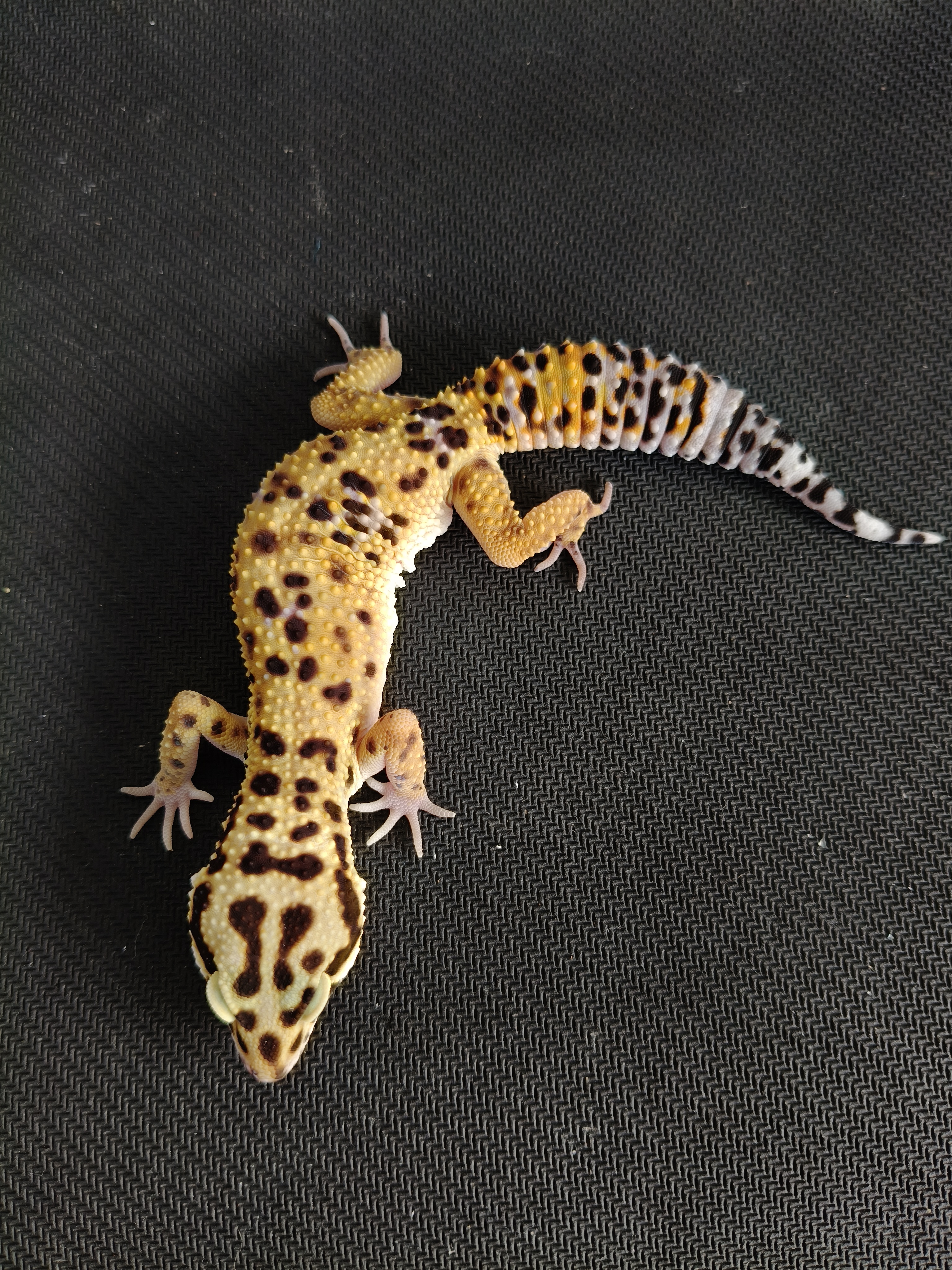 BN C PH T (GK-0017) (F)