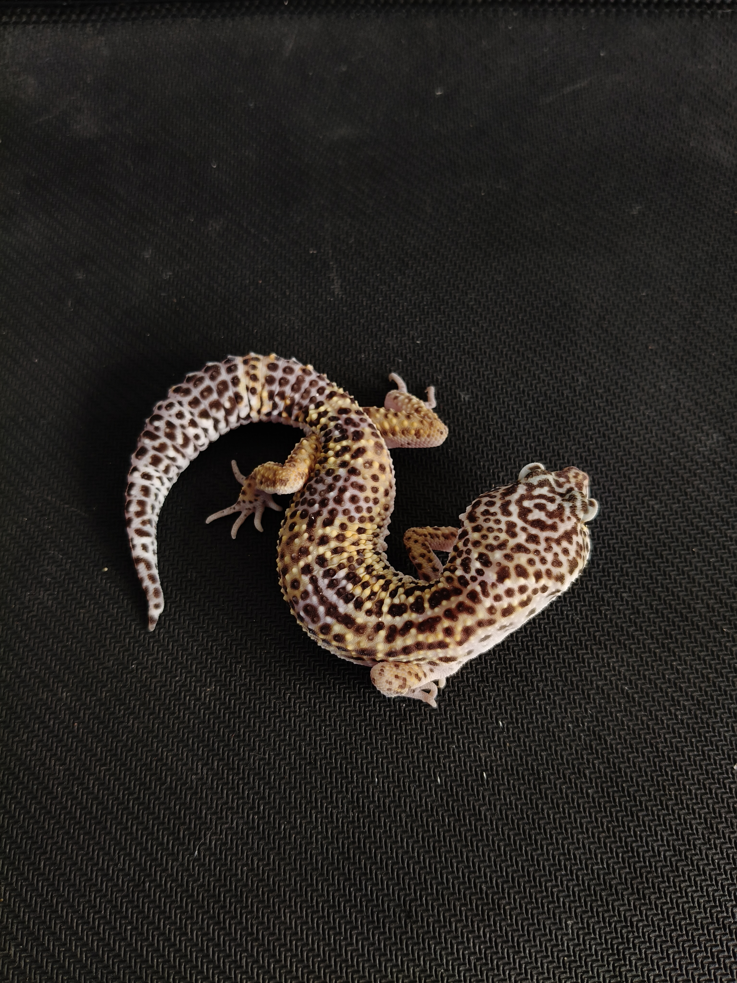 BN PH TREMPER H MP (GK-0015) (M)