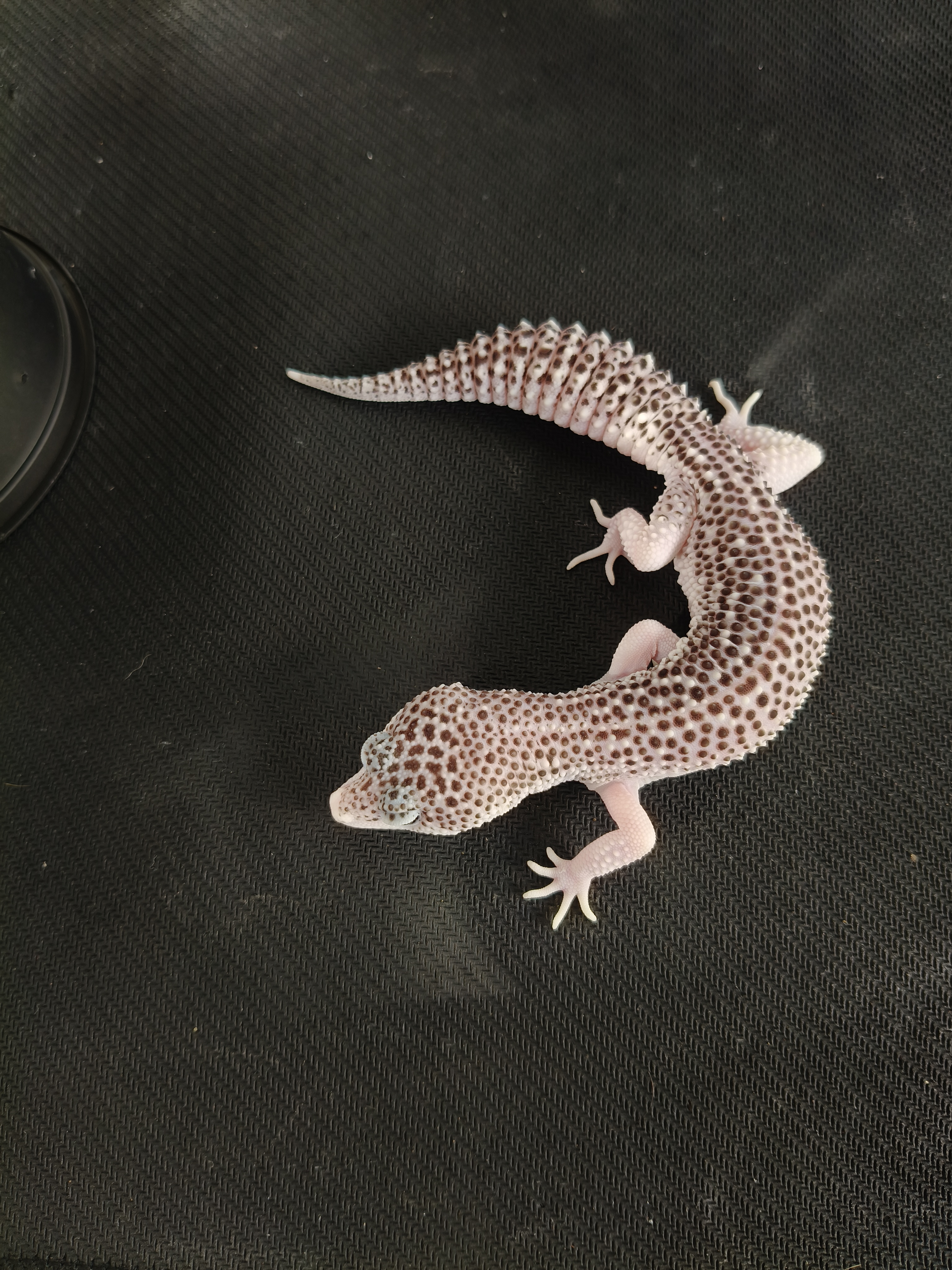 SSE HET DB (GK-0022) (F)