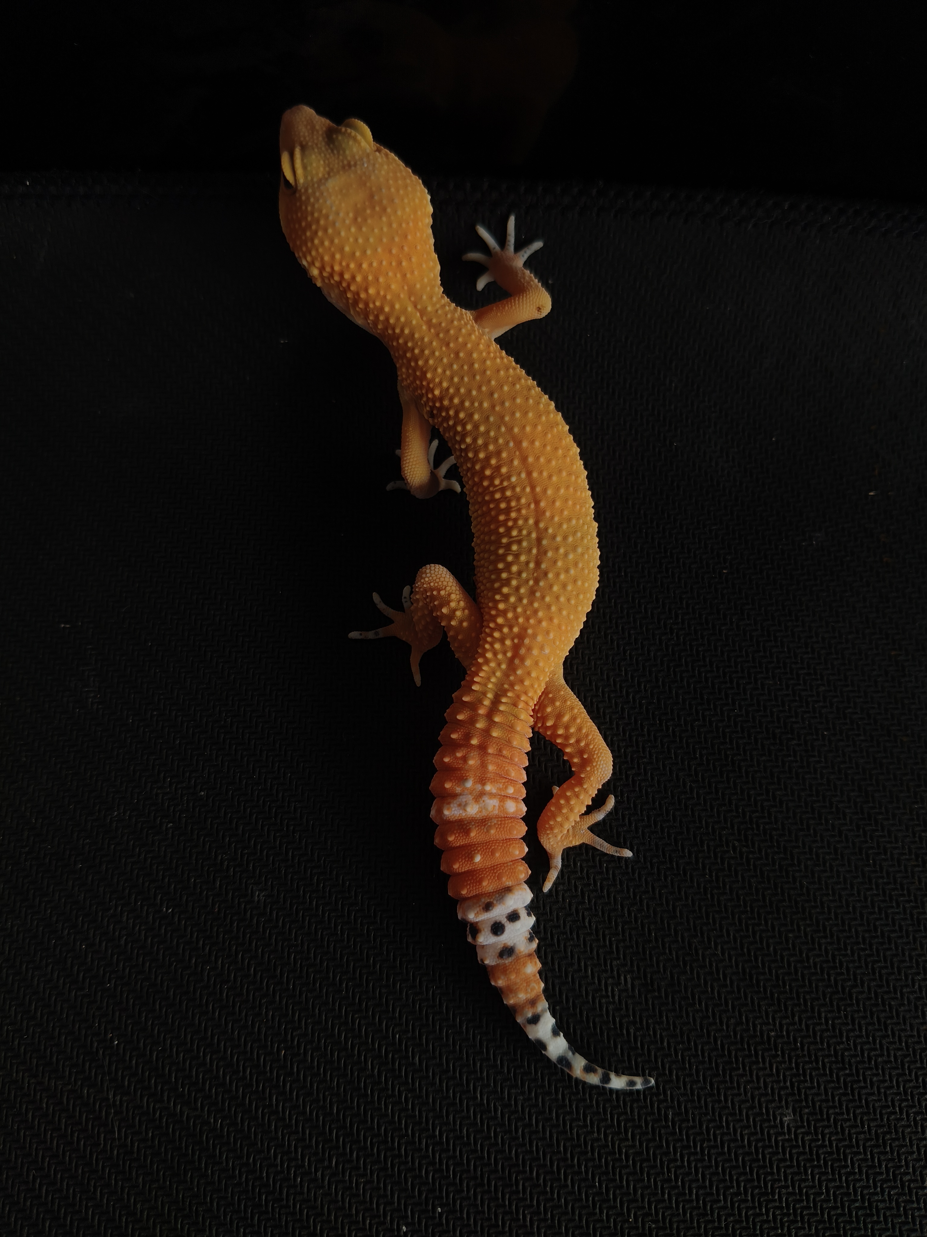 SHTCTB PH T (GK-0019) (F)