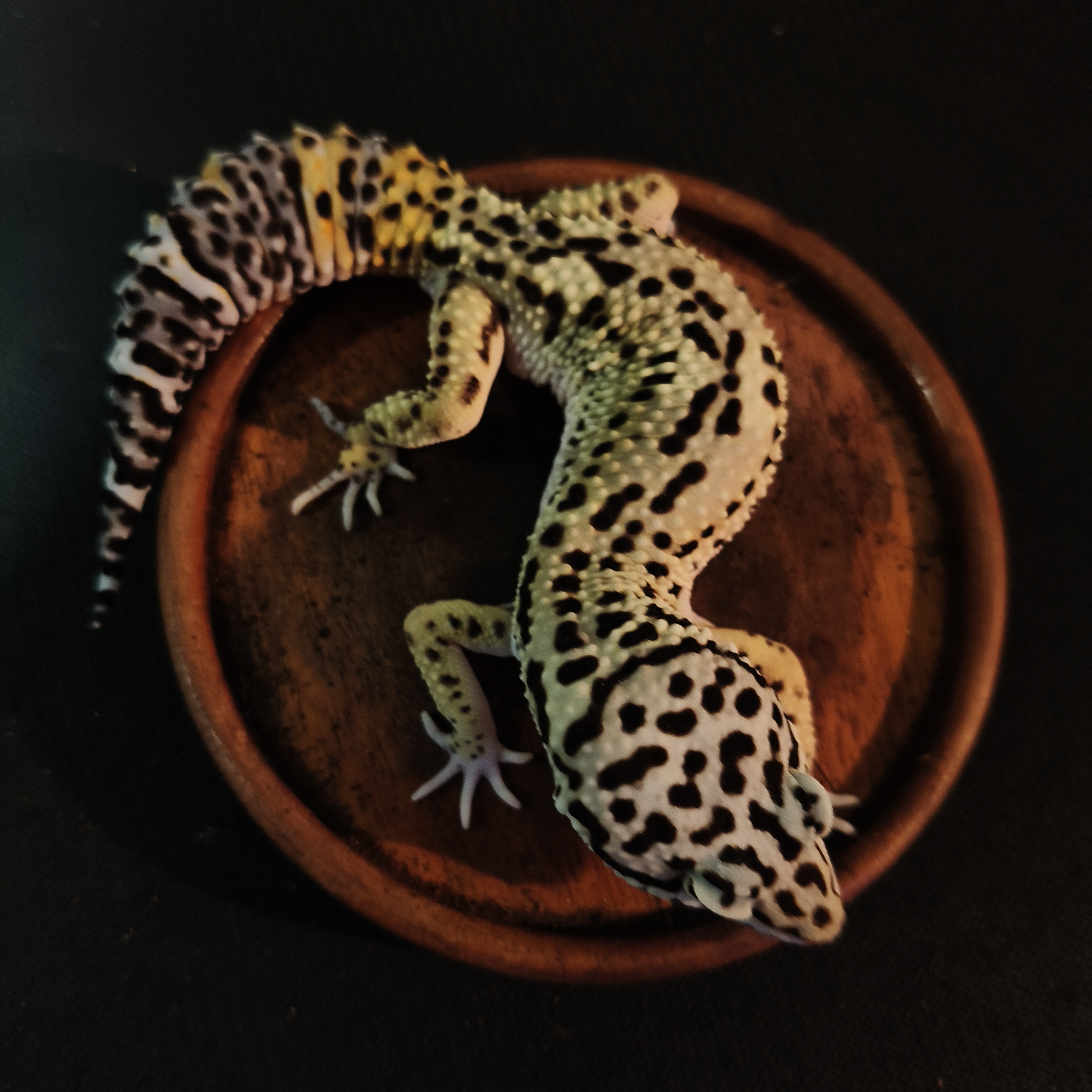 TANGERINE BN (M) (GK-0007)