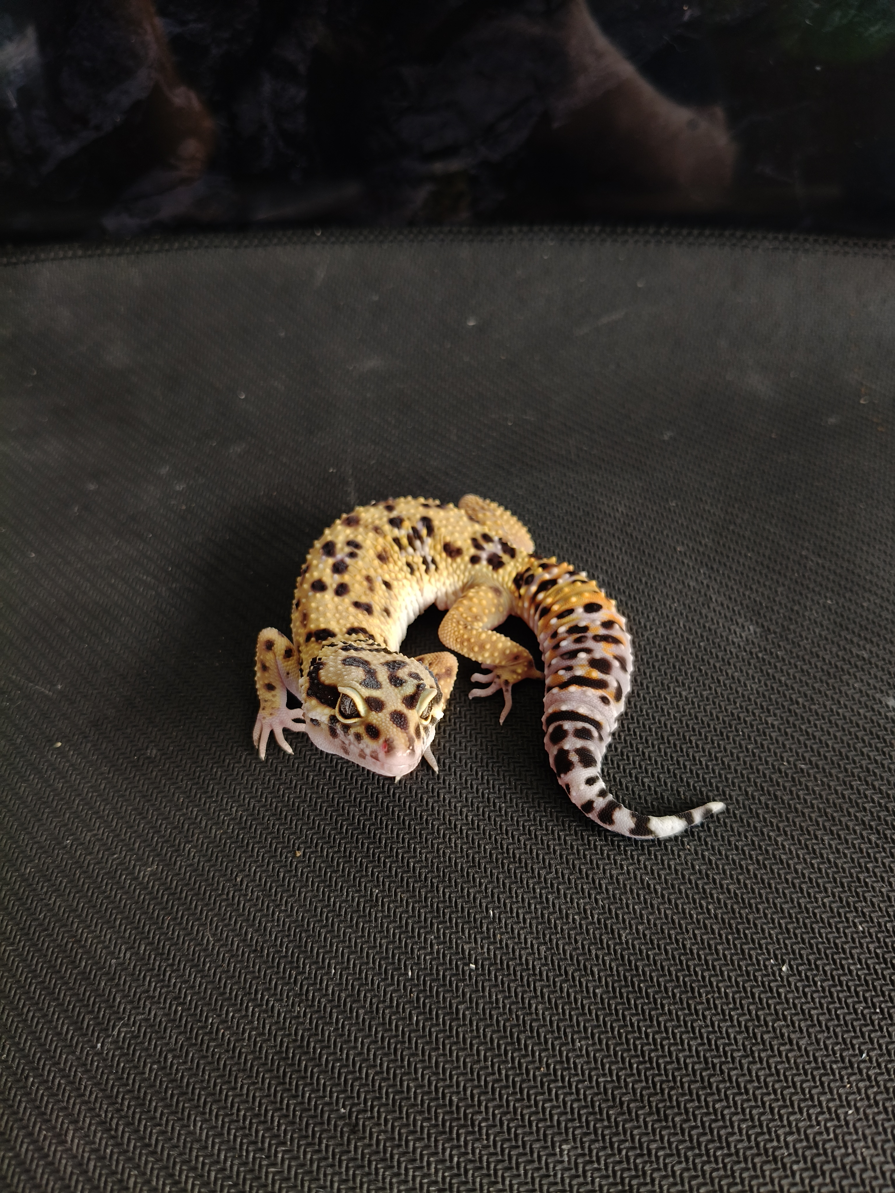 BN C PH T (GK-0017) (F)