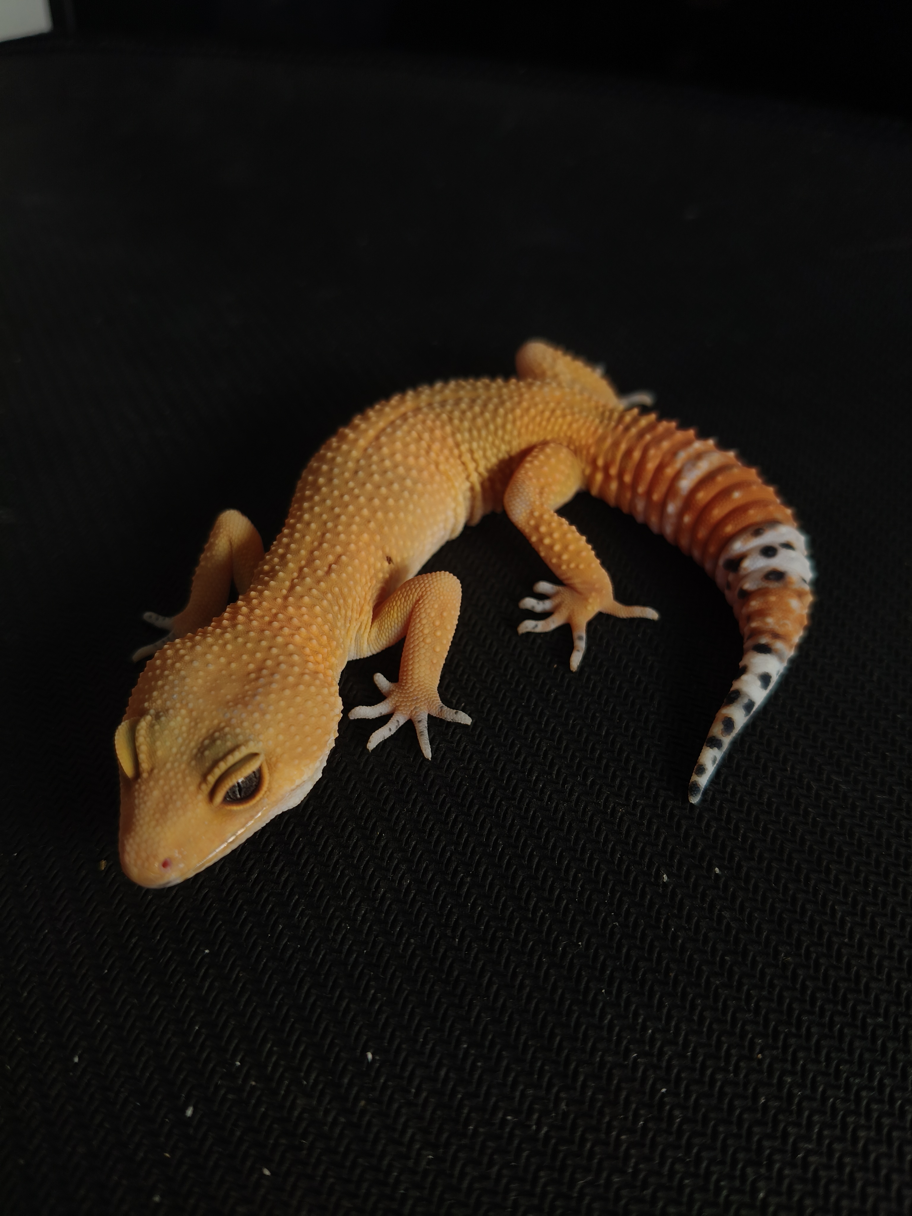 SHTCTB PH T (GK-0019) (F)