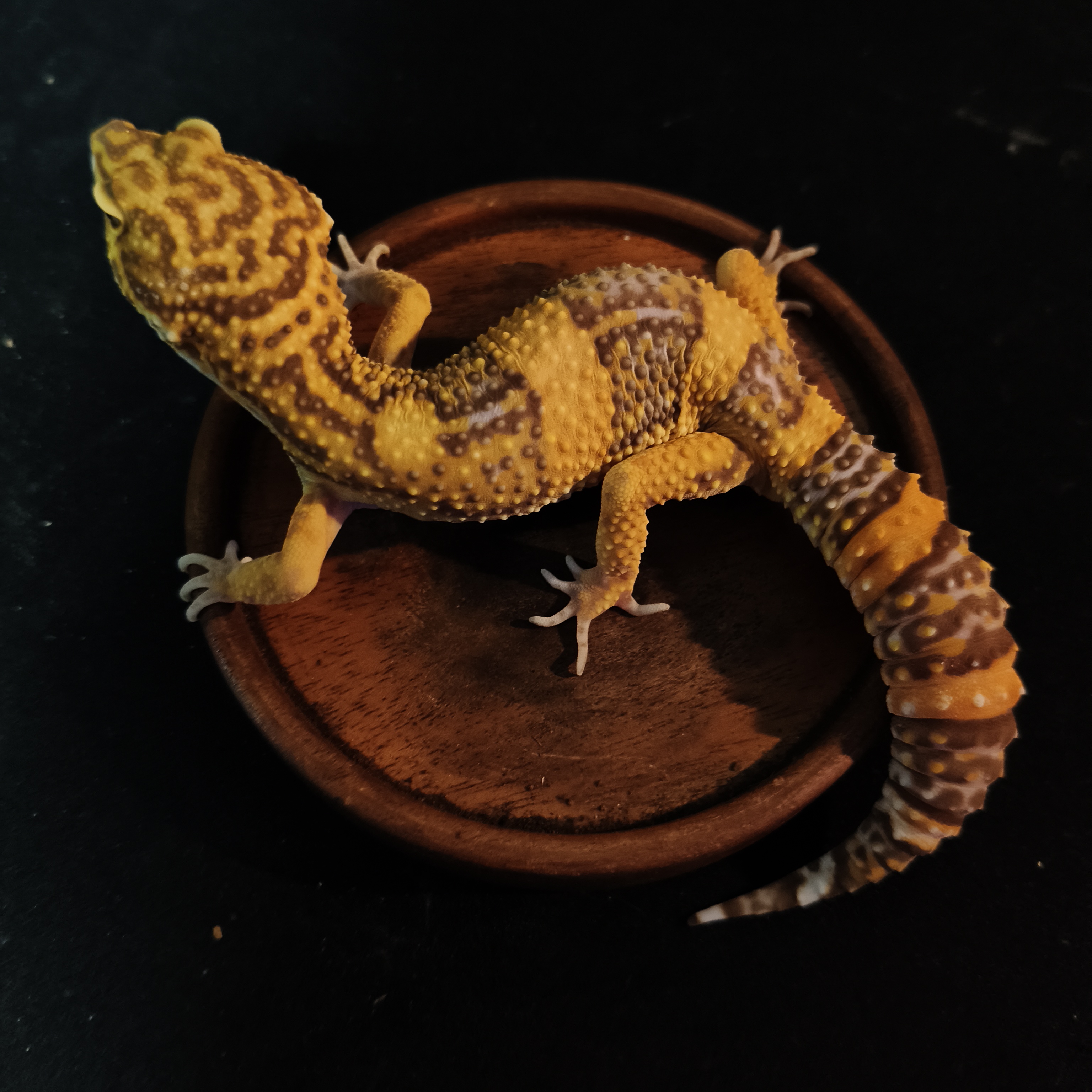 SUNSPOT(GK-0009) (F)