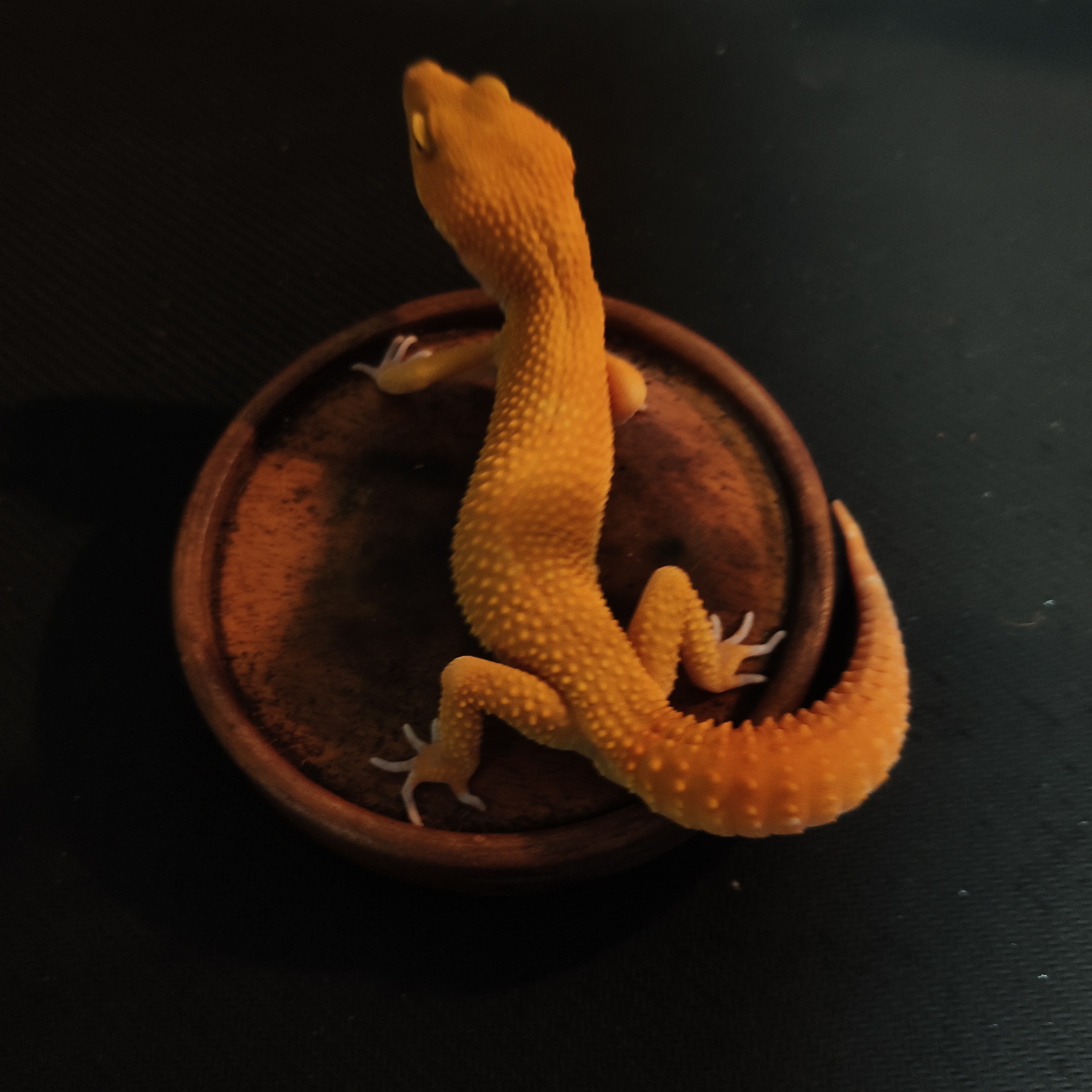 SUNGLOW TOMATO LINE (M) (GK-0003)