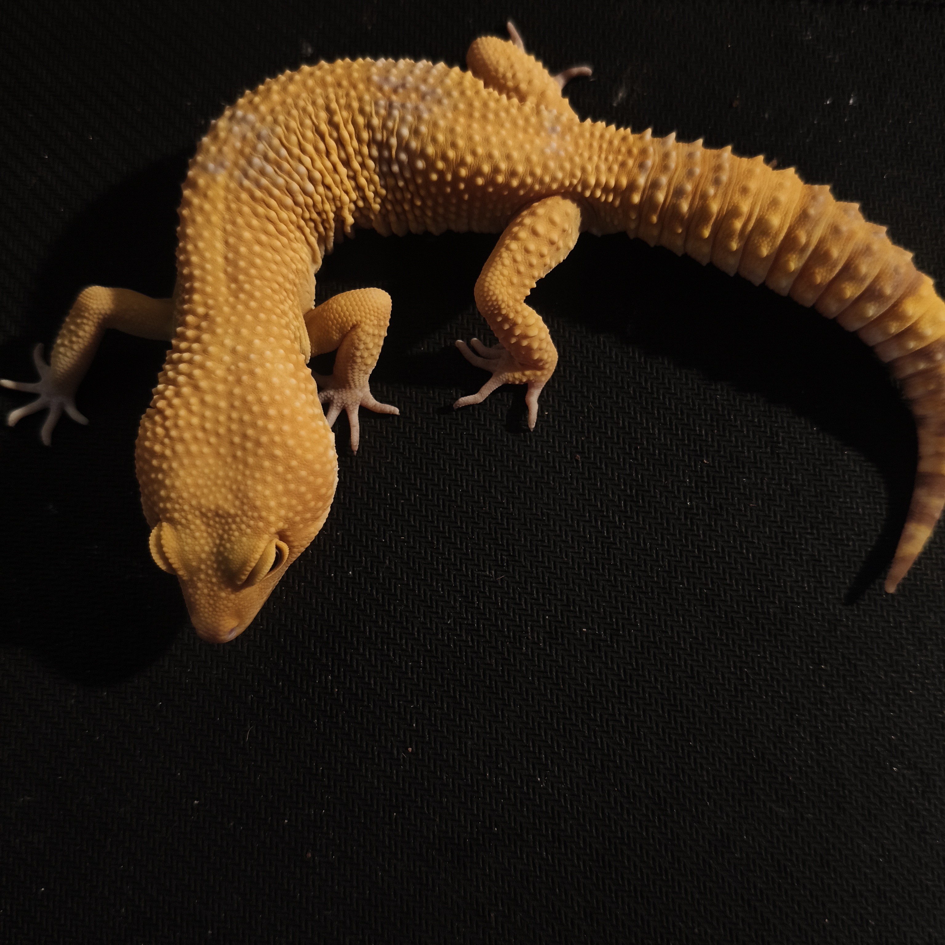 TR BN TANG (GK-0012) (M)