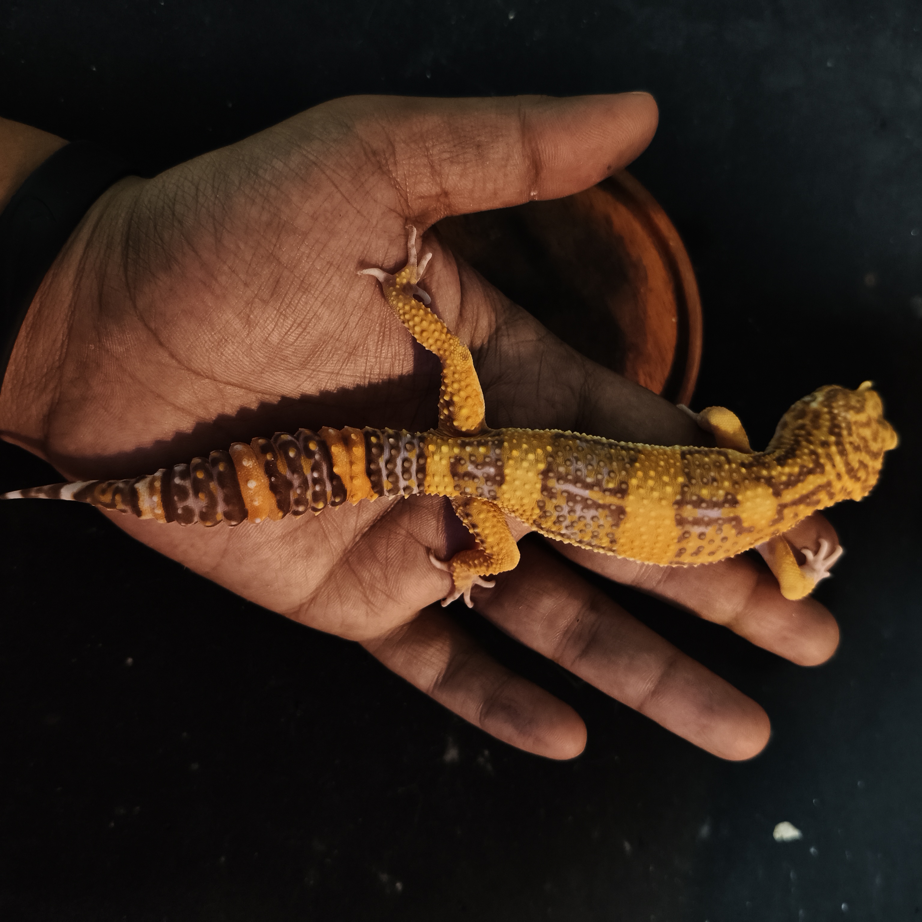 SUNSPOT(GK-0009) (F)