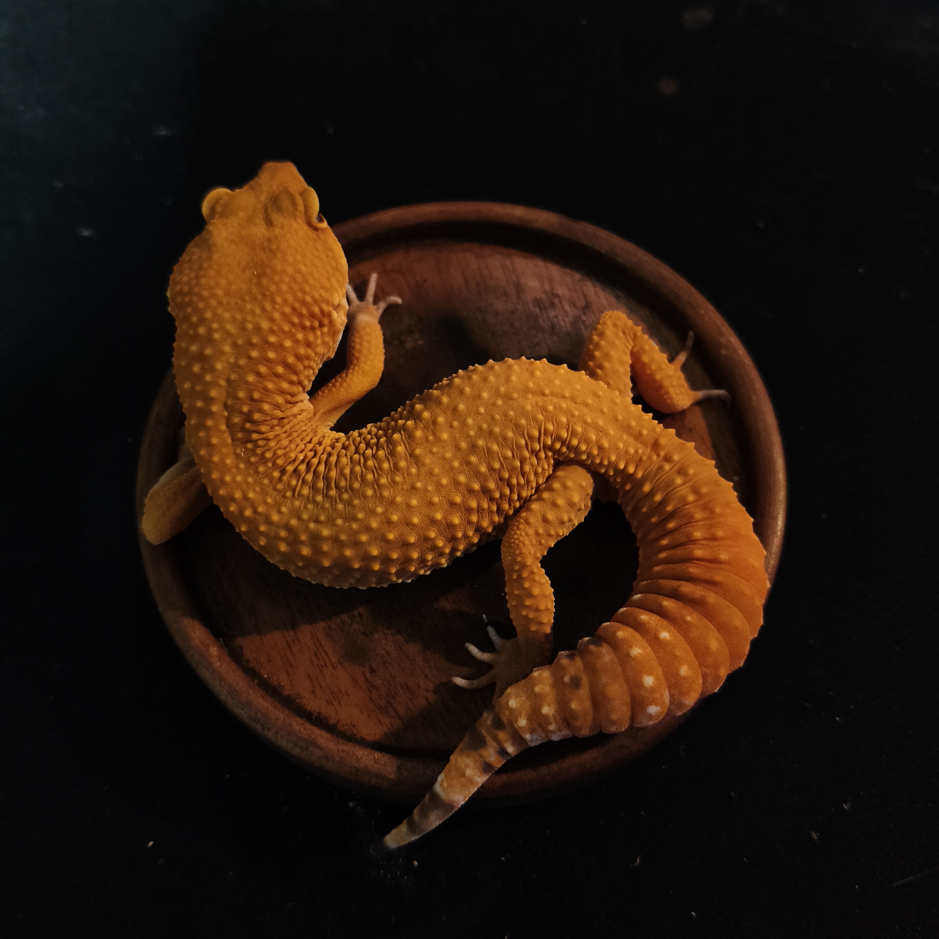 SUNGLOW (GK-0008) (M)