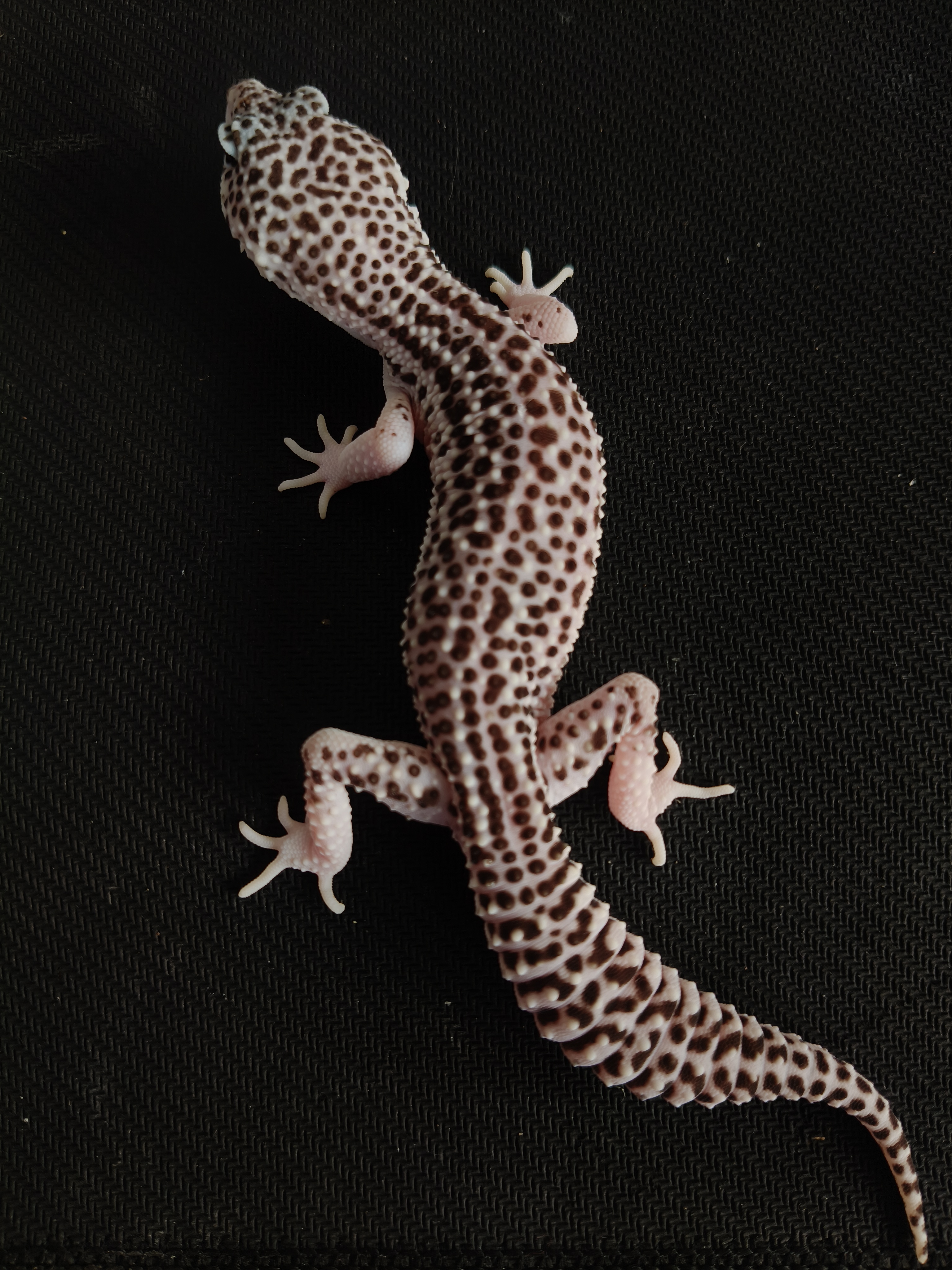 SSE HET DB (GK-0020) (M)