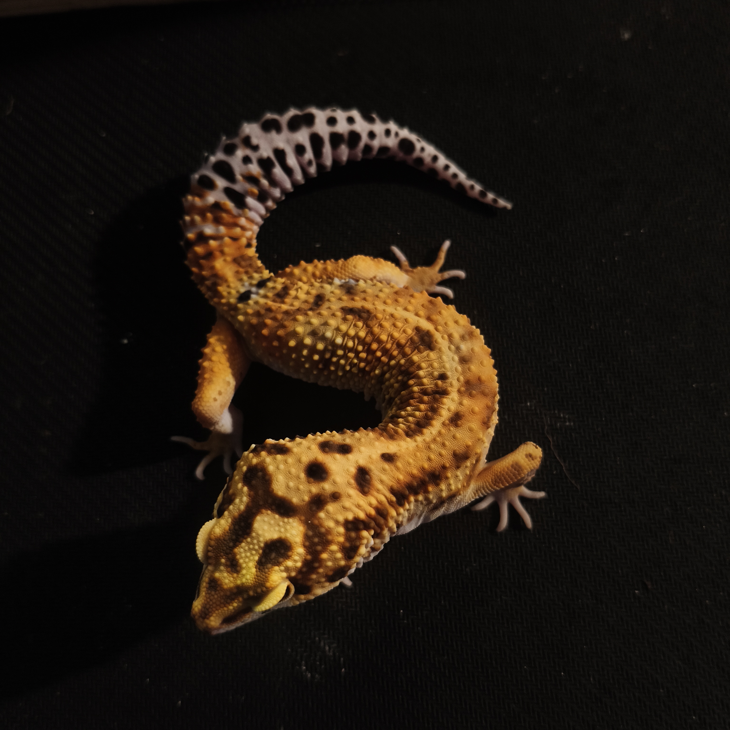 EMERINE HET TR (GK-0011) (M)