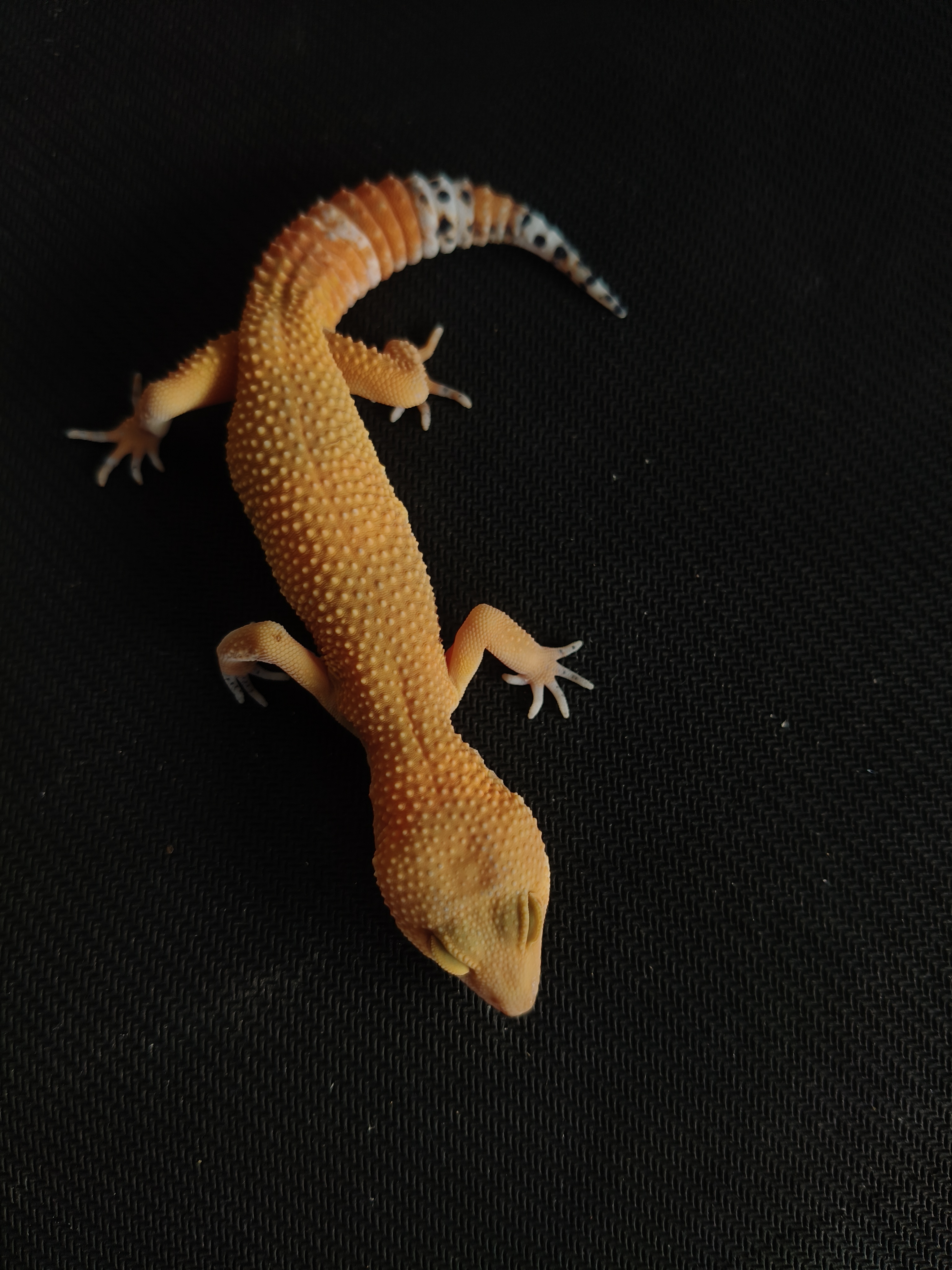 SHTCTB PH T (GK-0019) (F)