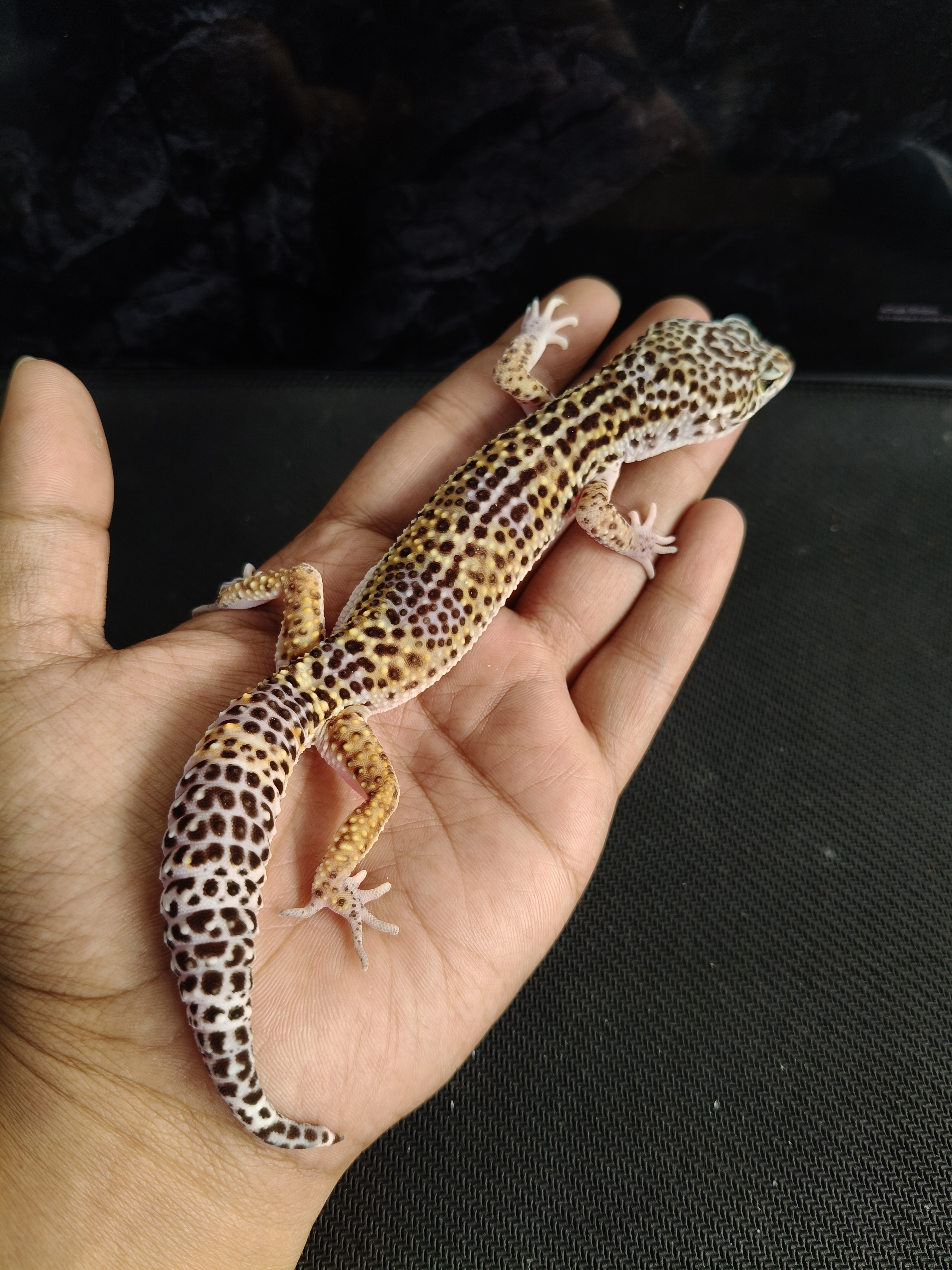 BN PH TREMPER H MP (GK-0015) (M)