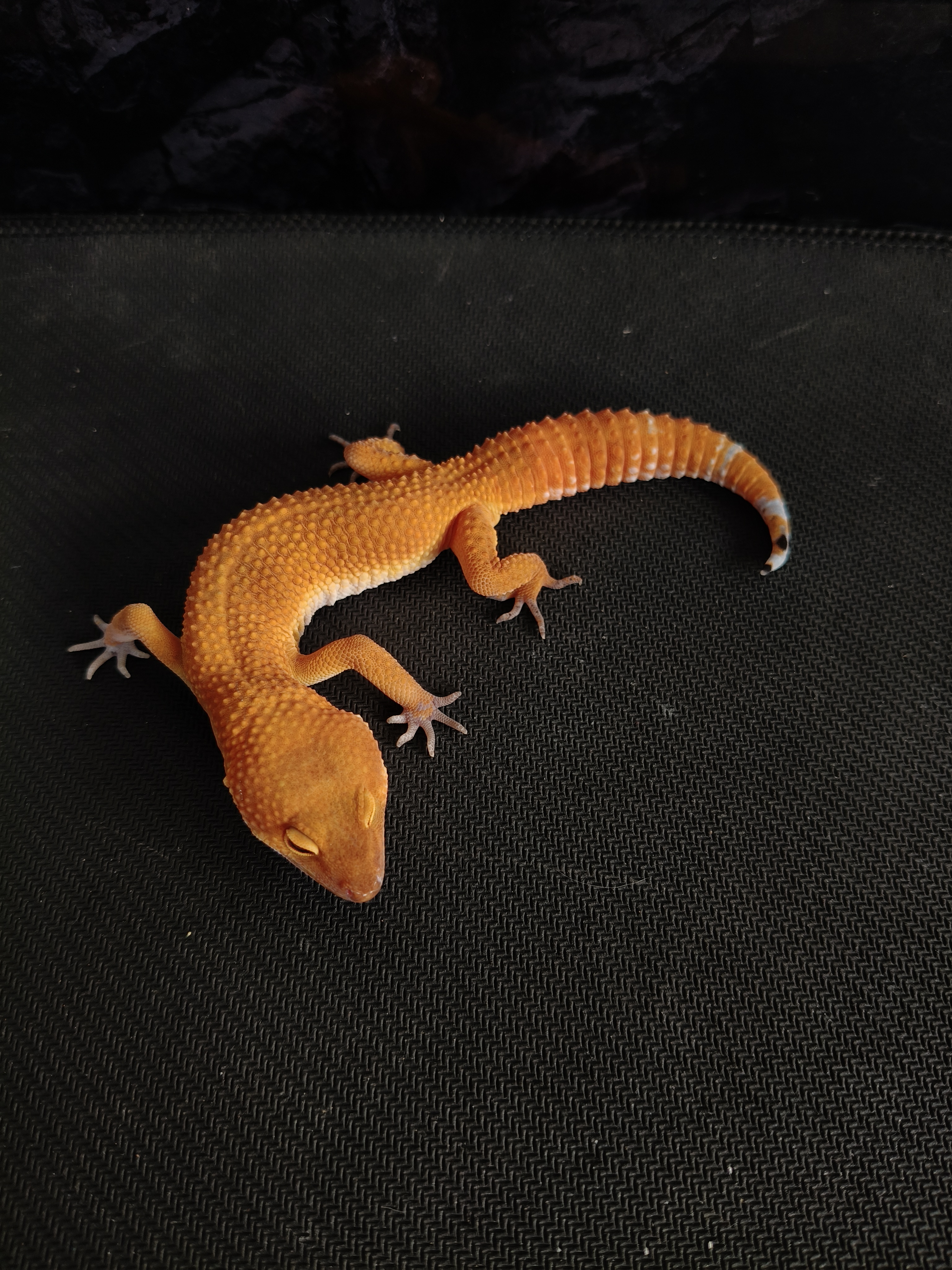 SHTCTB H T (GK-0014) (M)