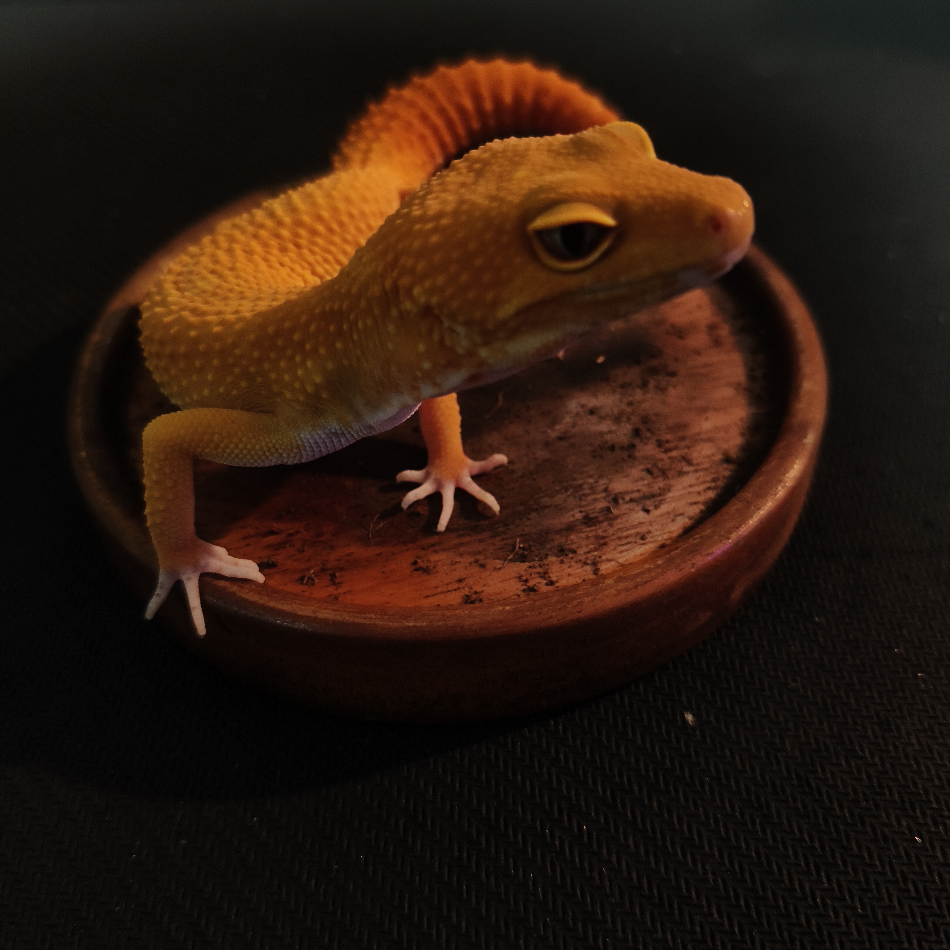 SUNGLOW TOMATO LINE (M) (GK-0003)