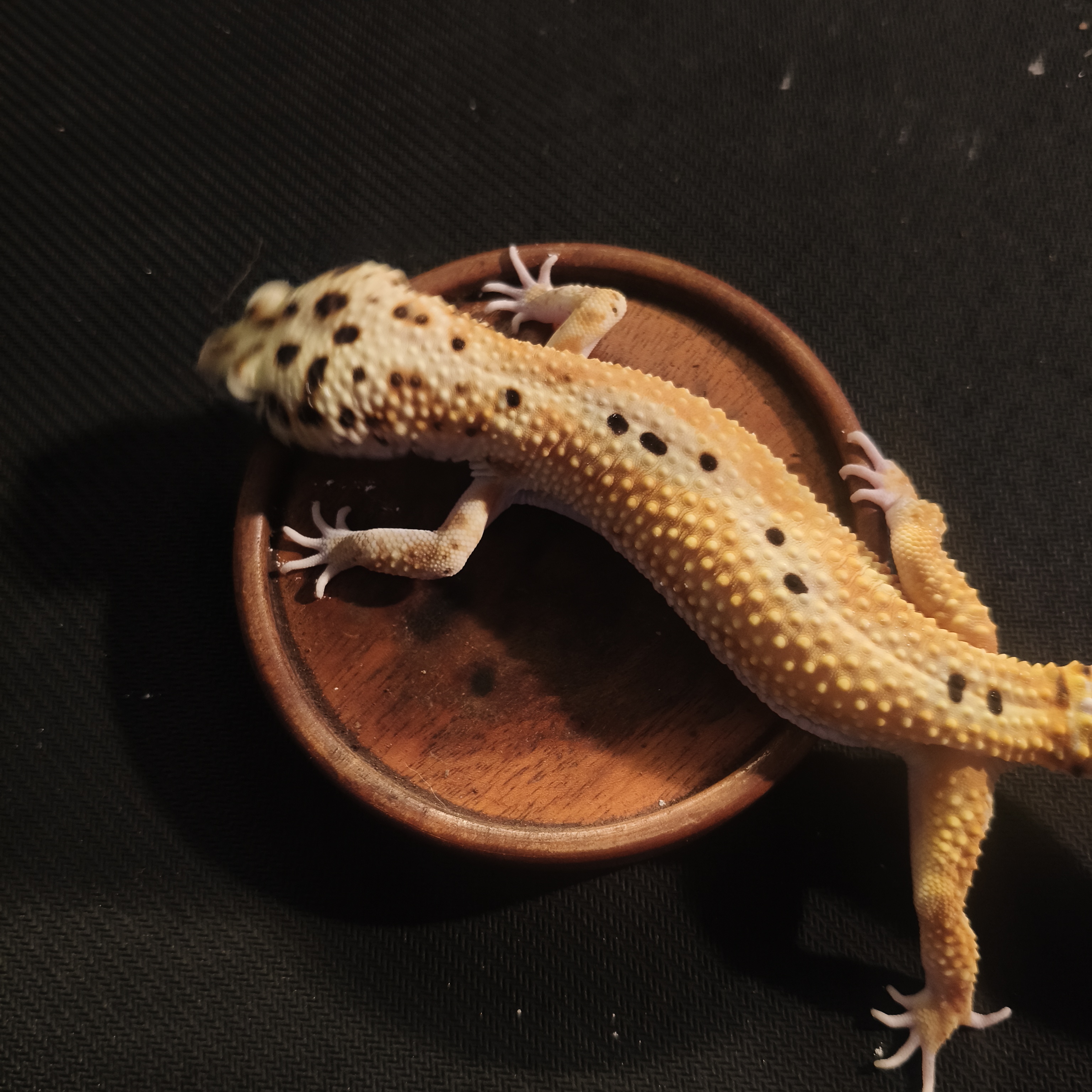 EMERINE RS (GK-0010) (M)