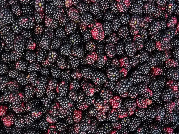 Fresh Blackberries