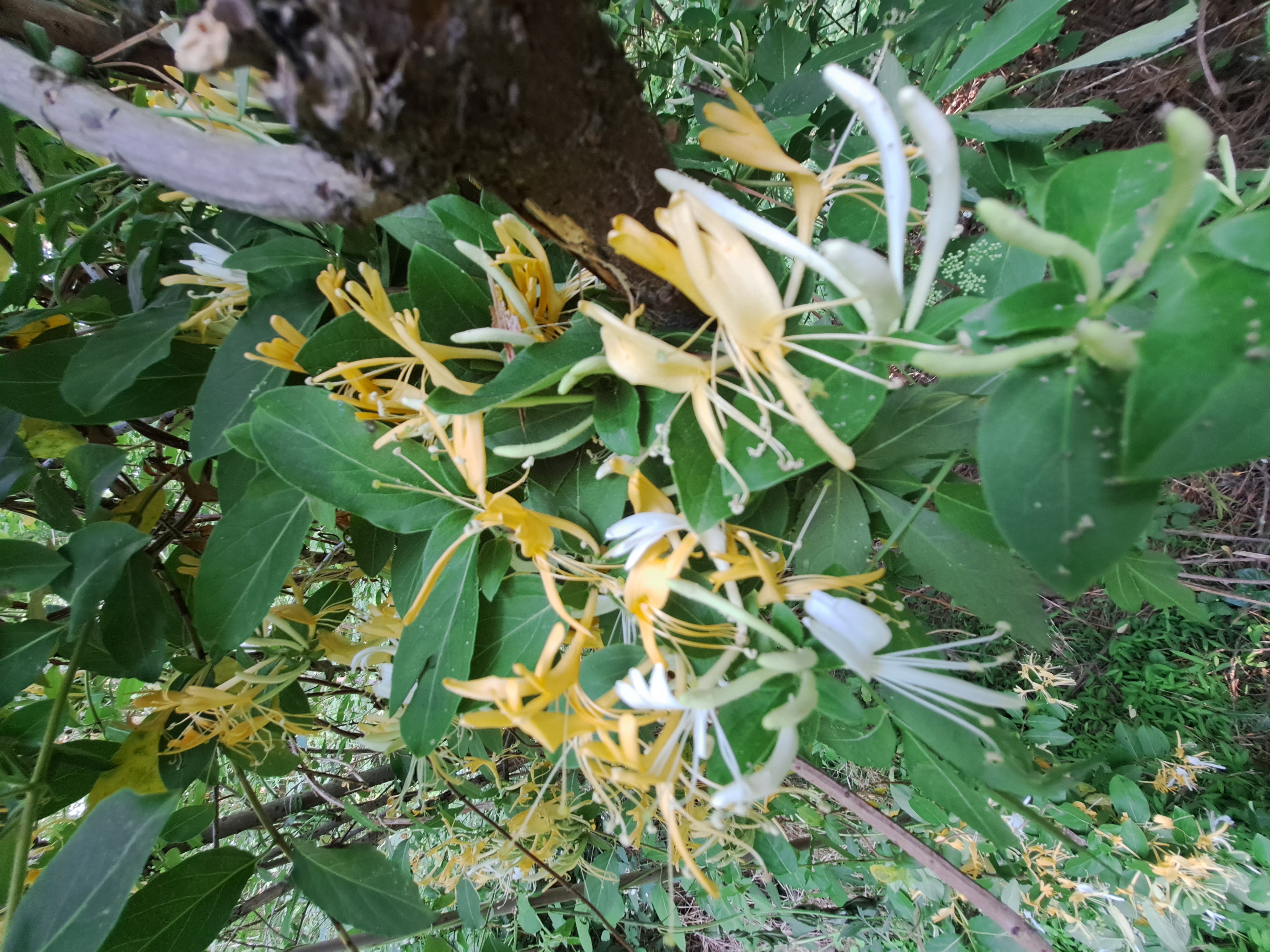 Honeysuckle Floral Spread