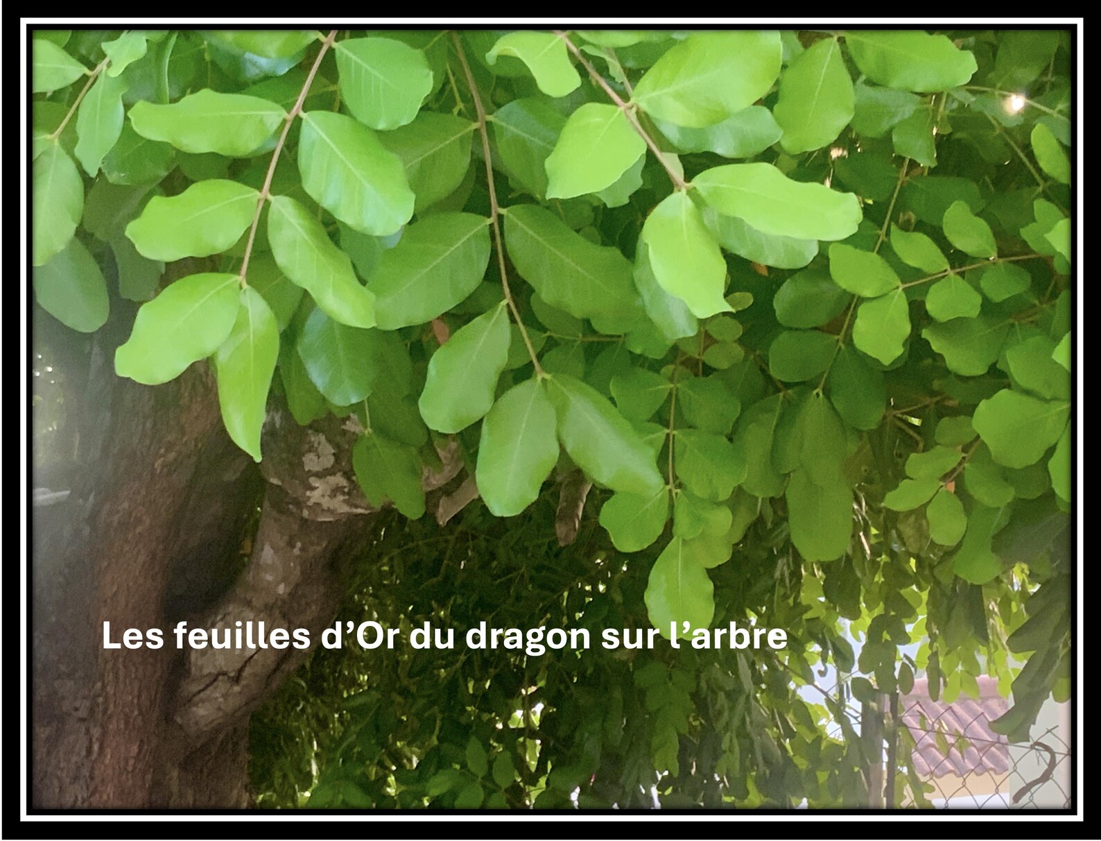ENCENS - Feuilles d'Or du Dragon Doré