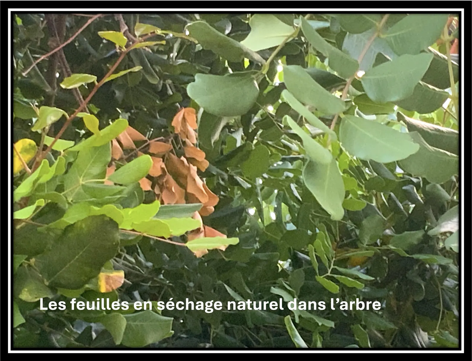 Feuilles d'Or du Dragon - Avant la cueillette sacrée