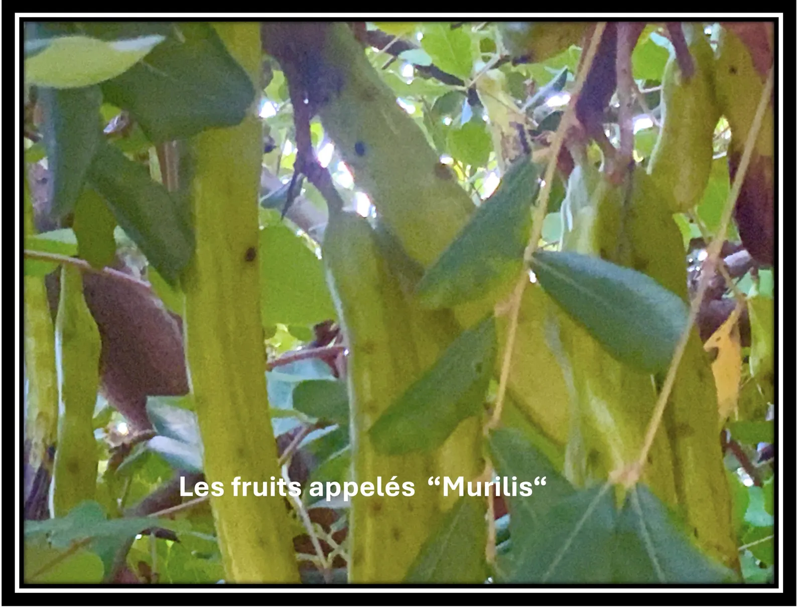 Les Fruits Murilis - Fruits du Caroubier sacré