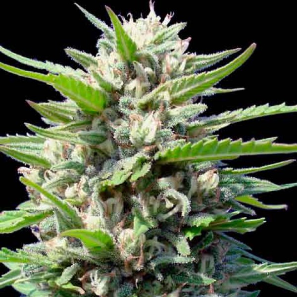 Auto Norther Light - AUTO FEM (Granel)