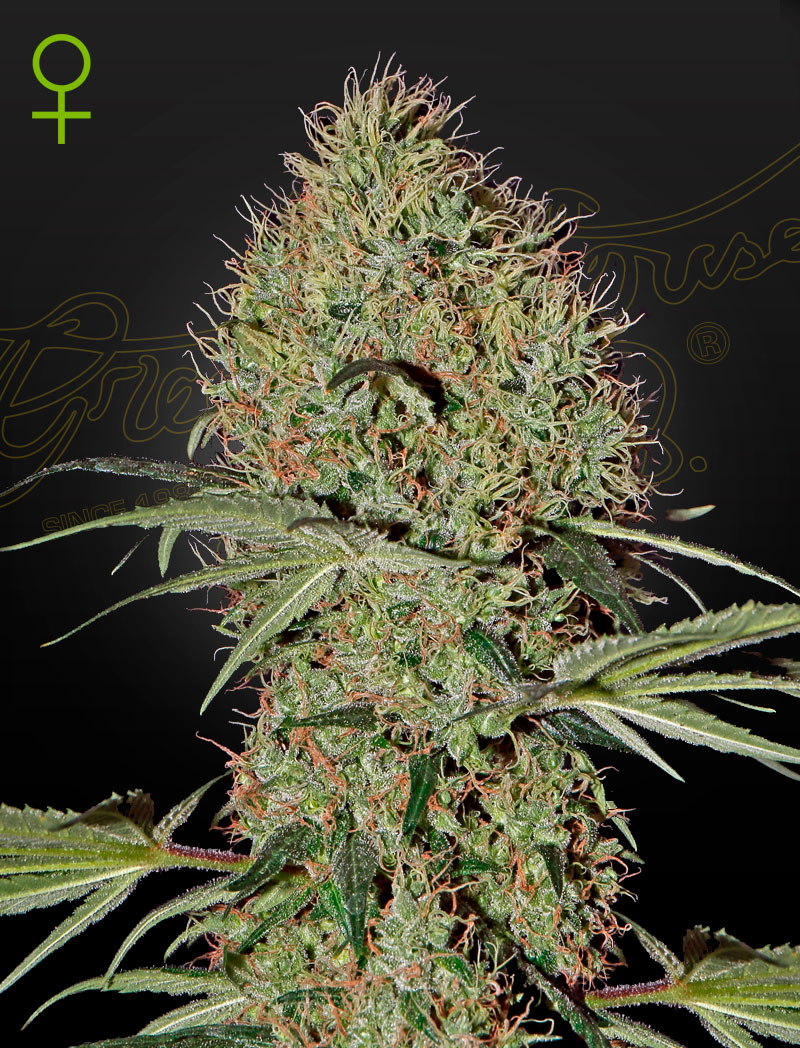 Auto Super Bud - AUTO FEM (granel)