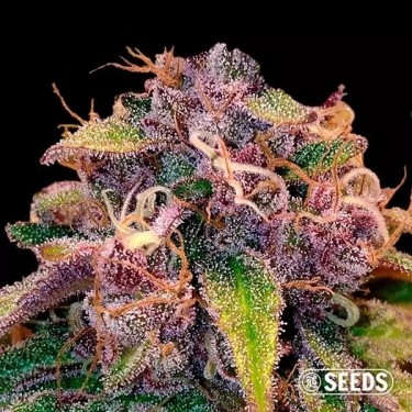 Auto Jack - AUTO FEM (Granel)