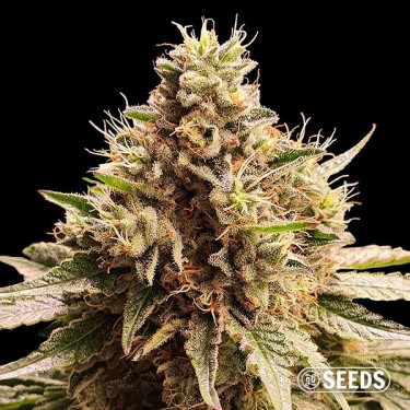 Somango x Critical - FEM (Granel)