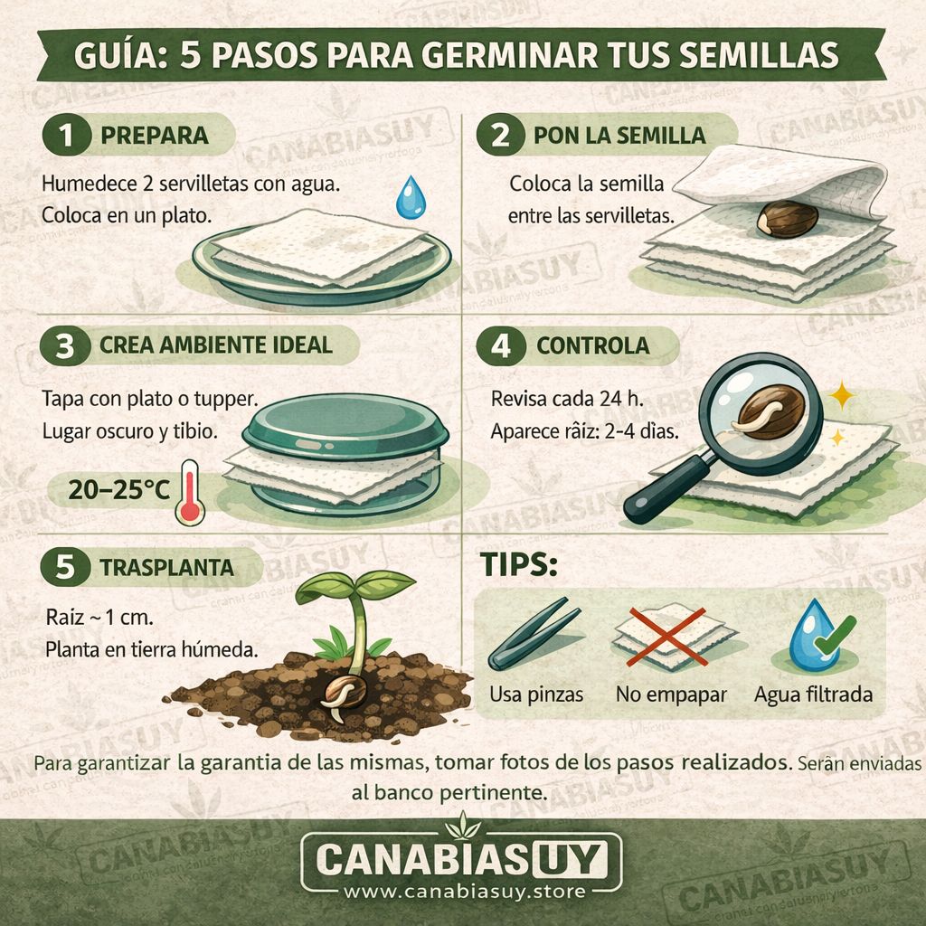 Buddha Gorila (Auto) X1Un